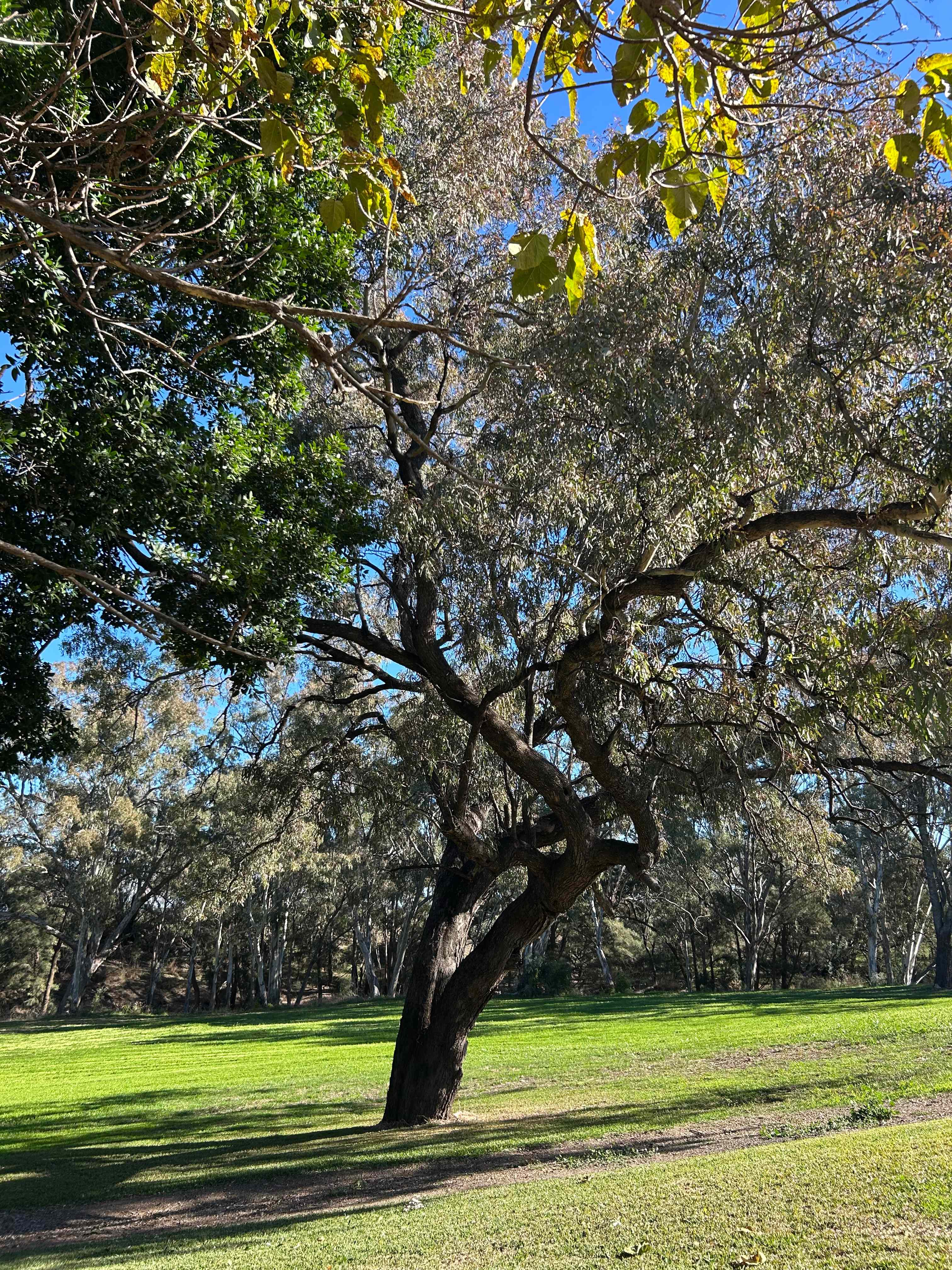The surrounds