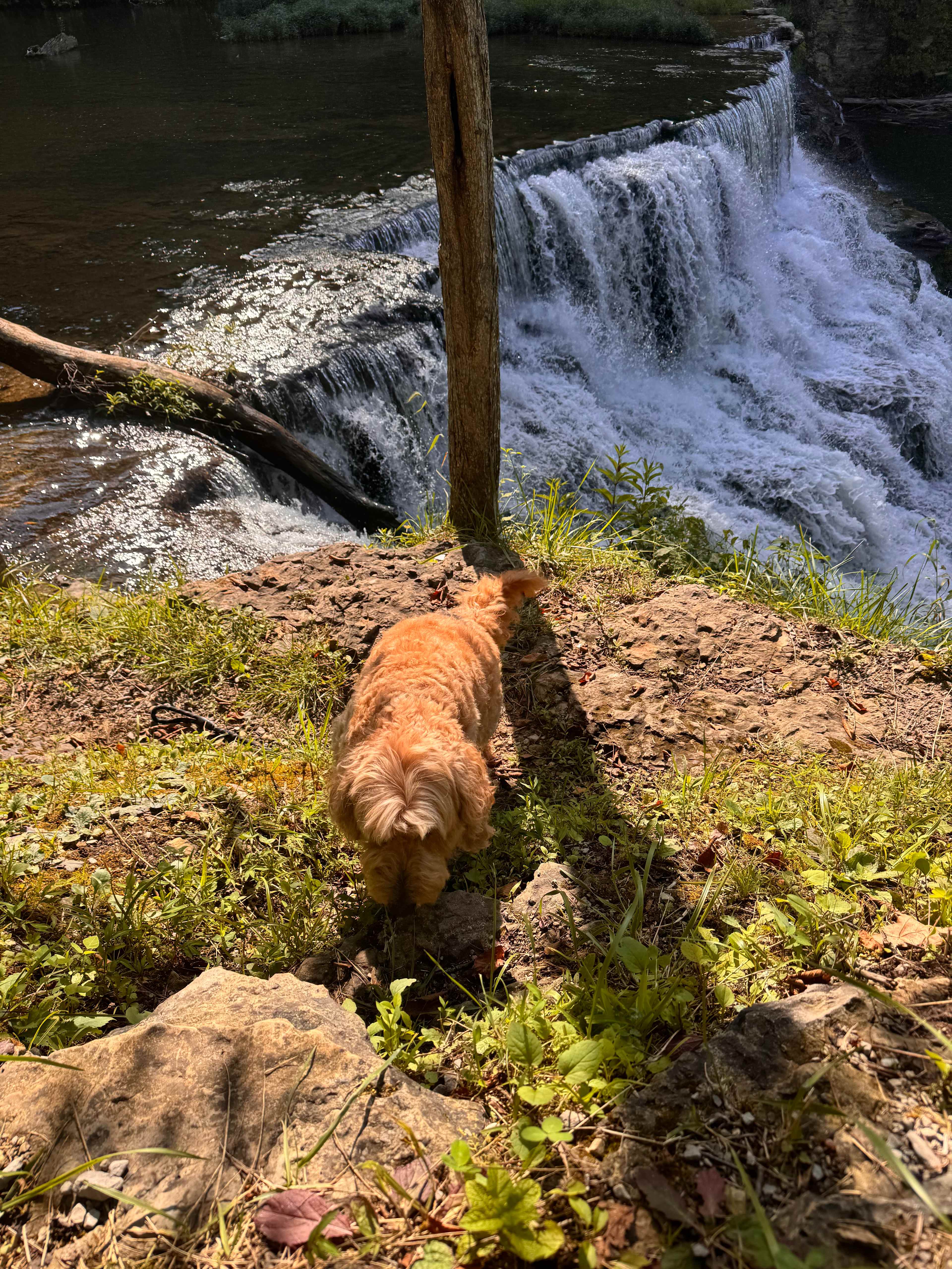 Waterloo Falls