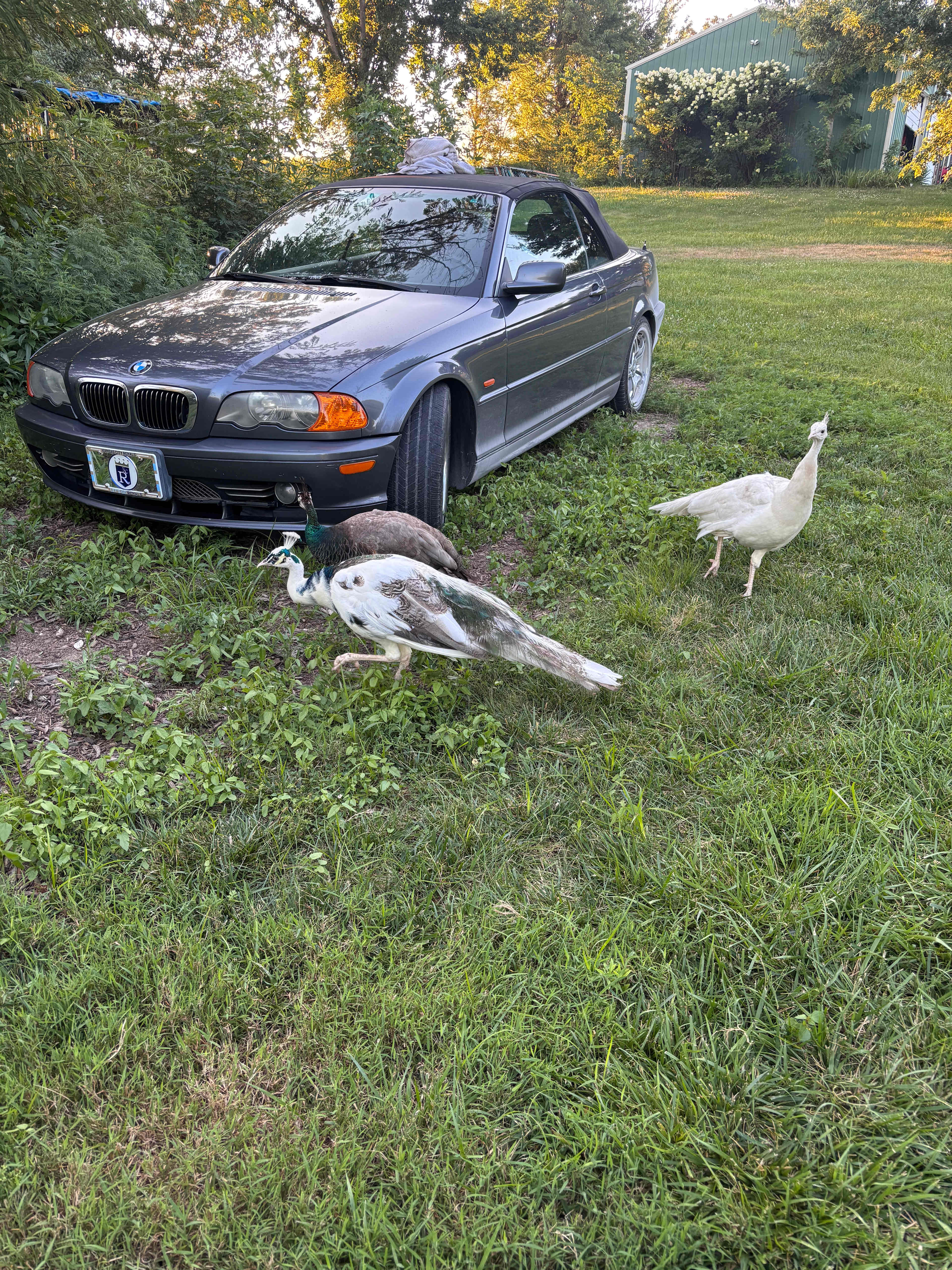 The Peacocks were great..