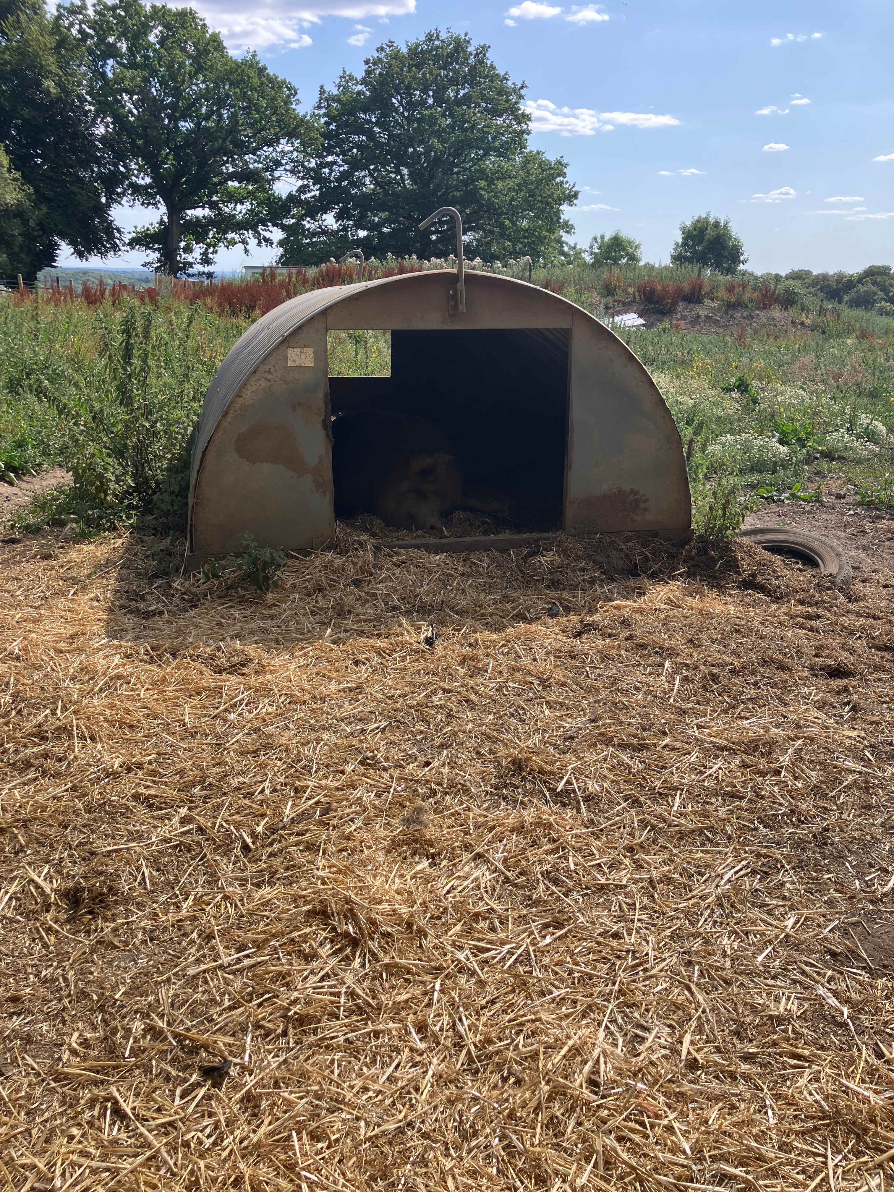 Penn Meadow Farm