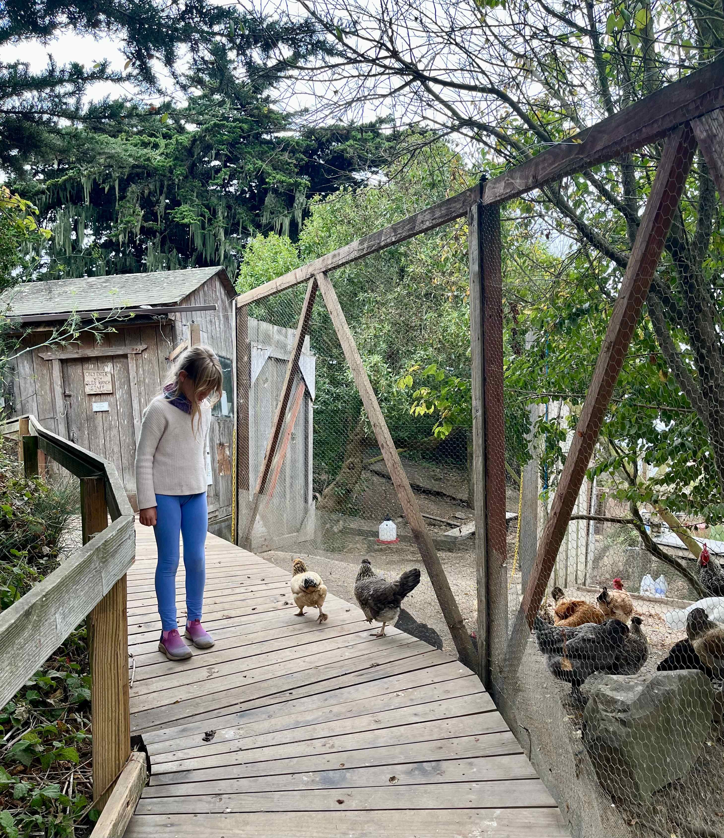 Chickens
