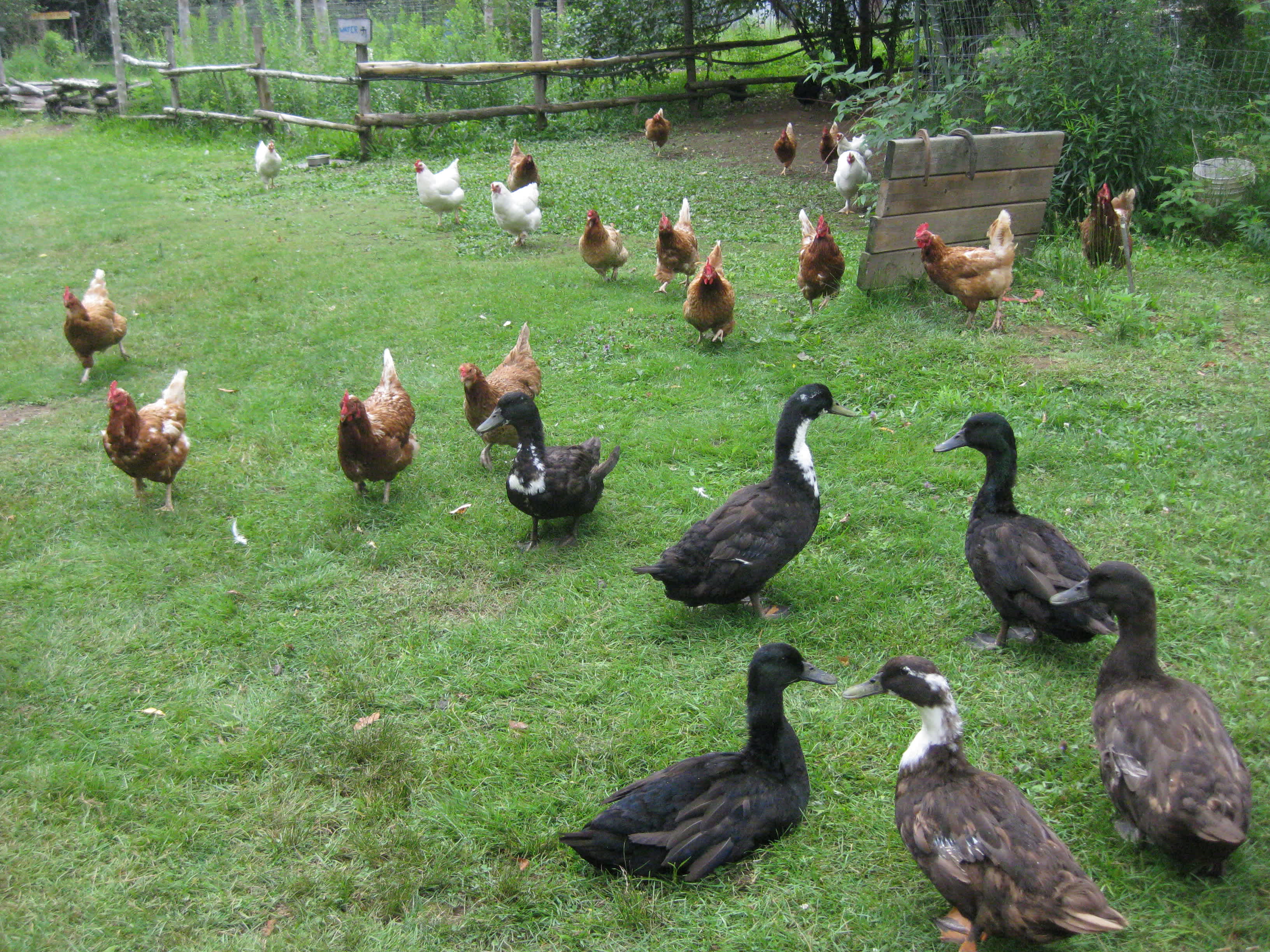 Burke’s Barnyard - Farm Camping