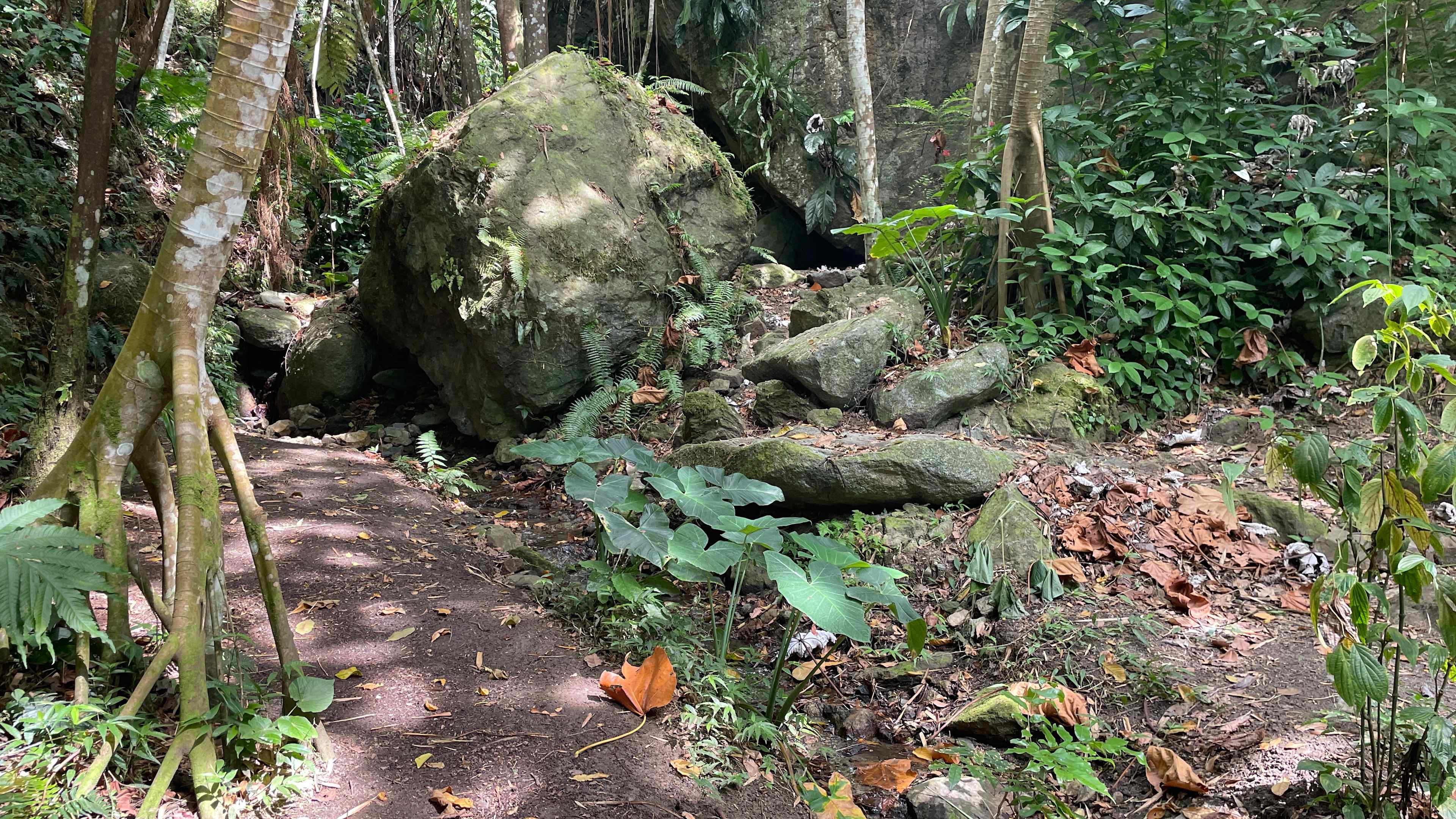 Rainforest Camping @ Verde Yuke