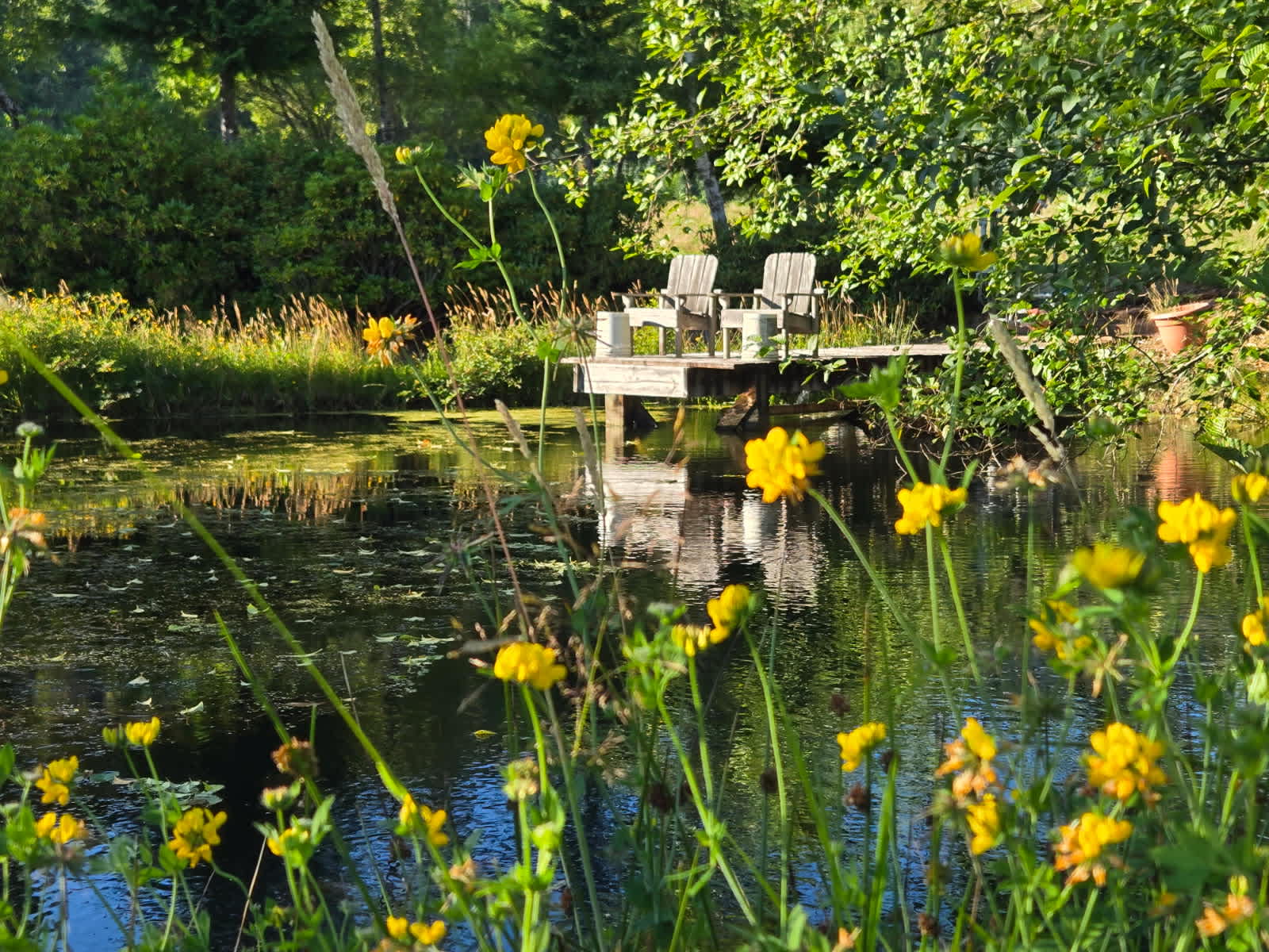 Mimi’s Pond