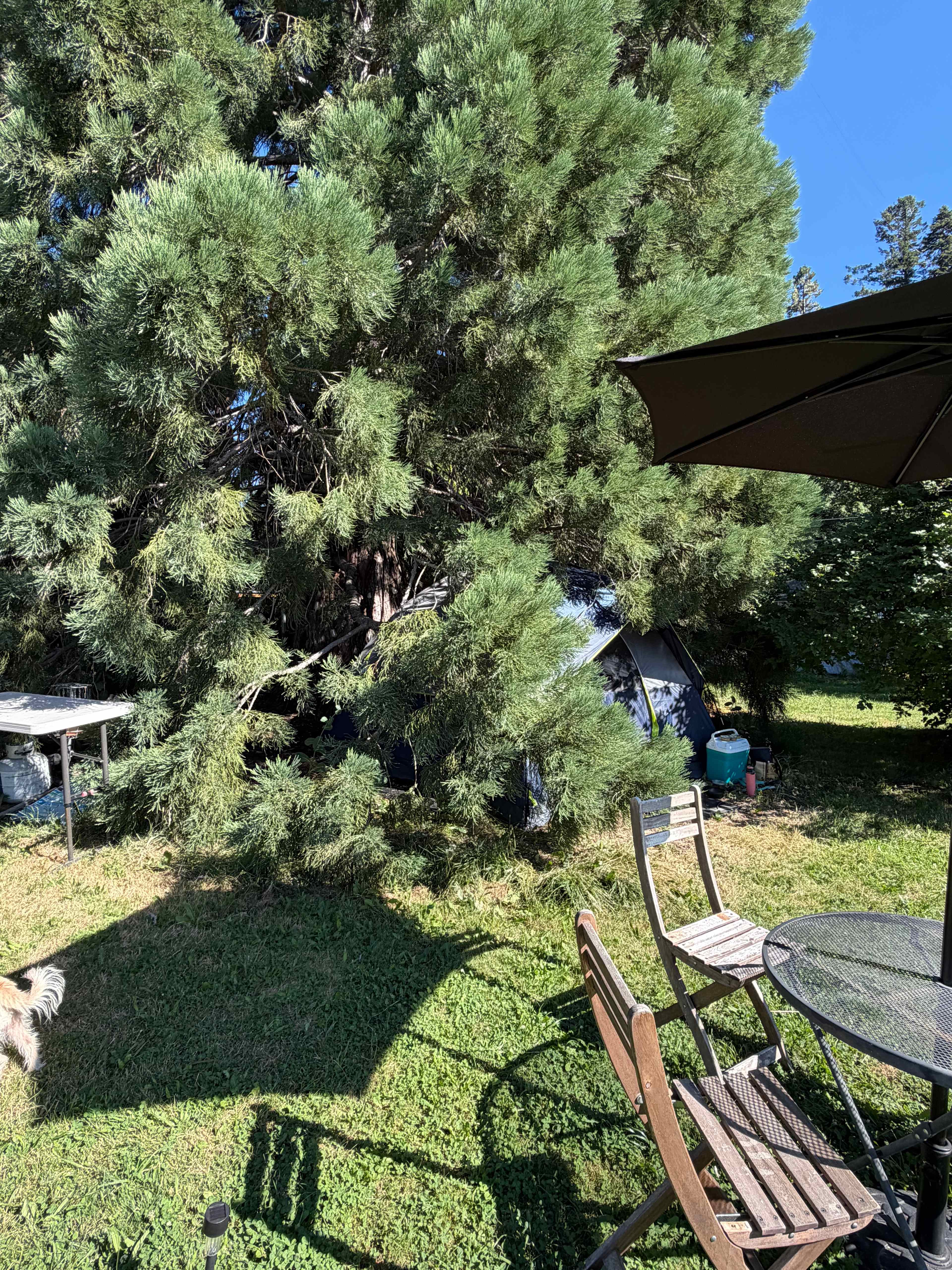 Shasta Gardens