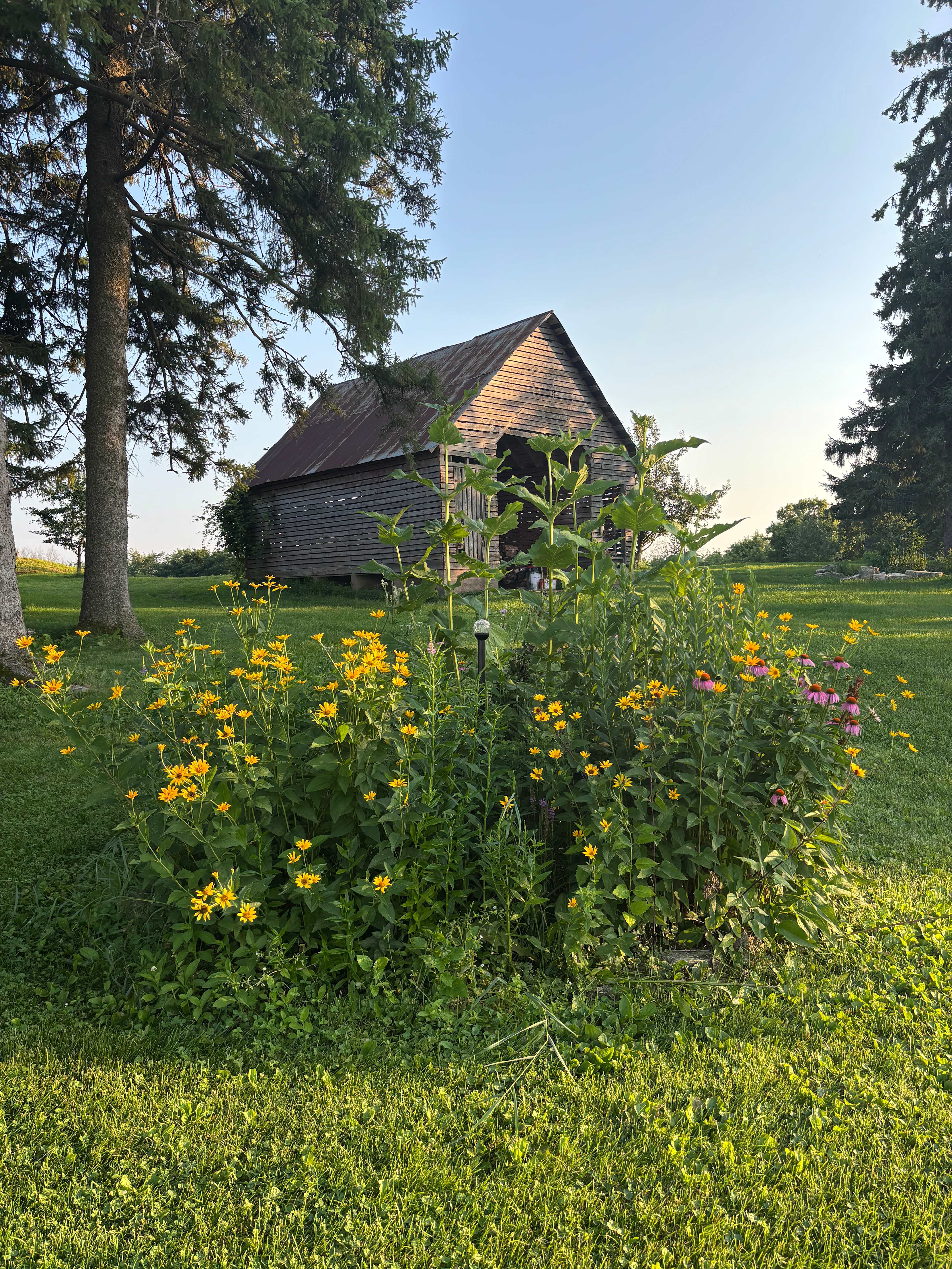 Wildflowers and Butterflies 