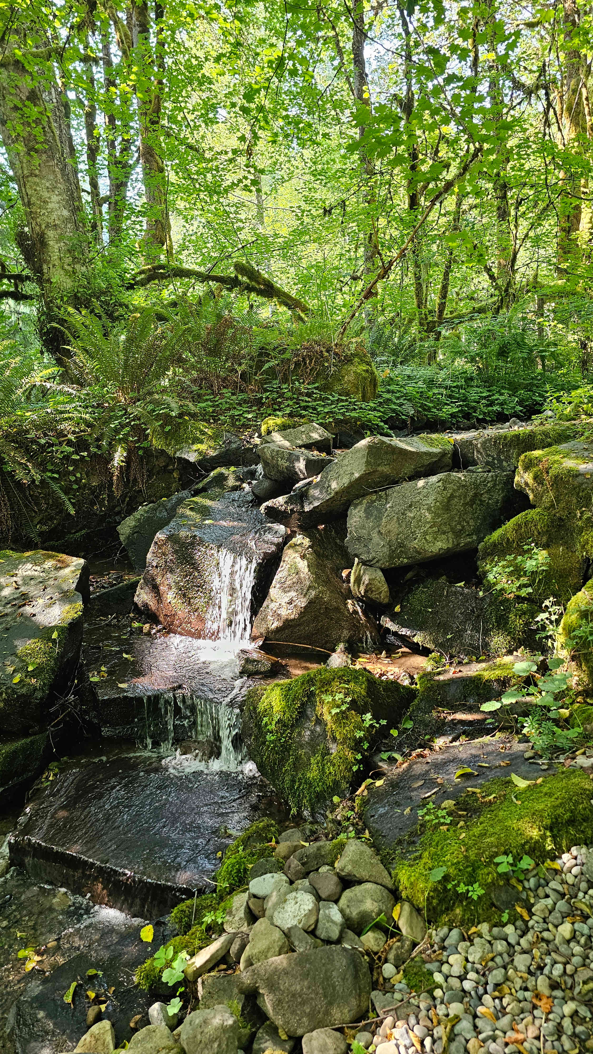 The Enchanted Forest