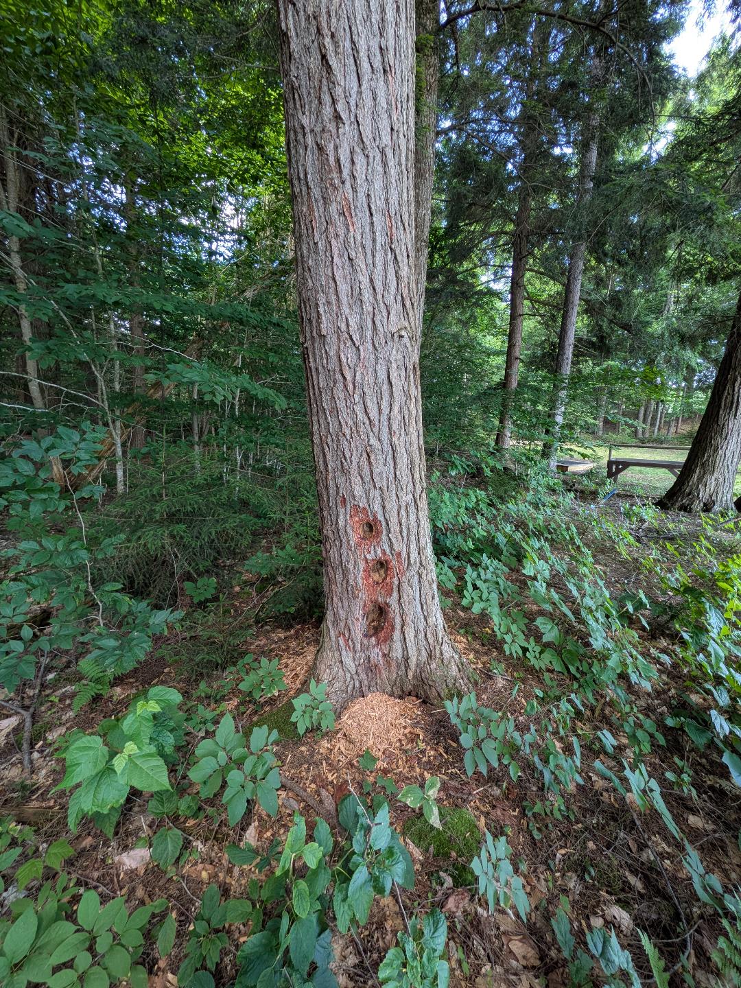 Picture of the site