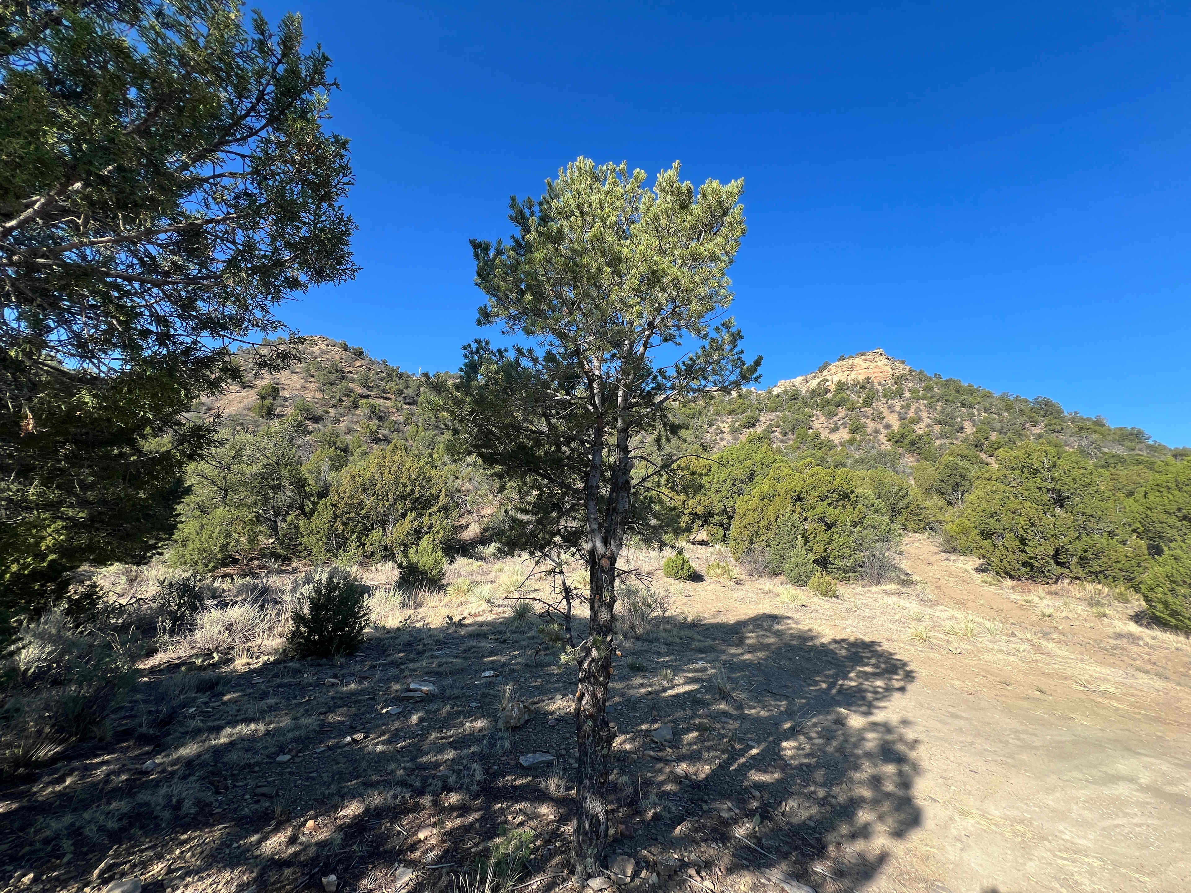 Backside view of the terrain. Very safe & not too dense for wildlife concerns. 
