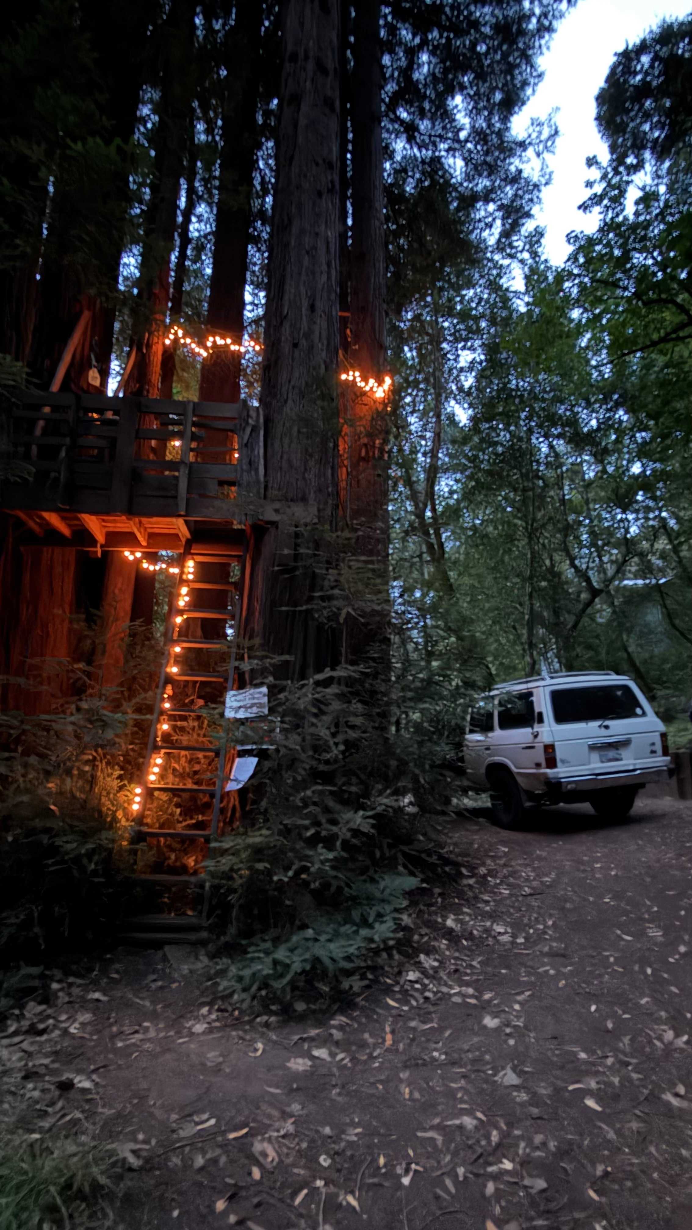 Sleep Up High In A Redwood Tree-net