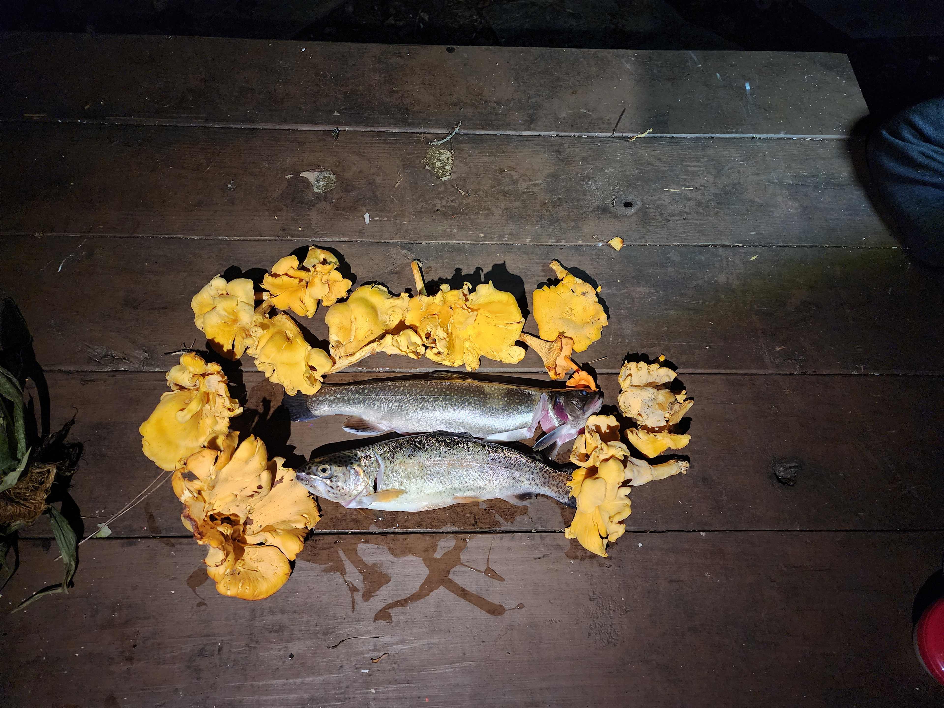 Chanterelles from the property and trout from the river