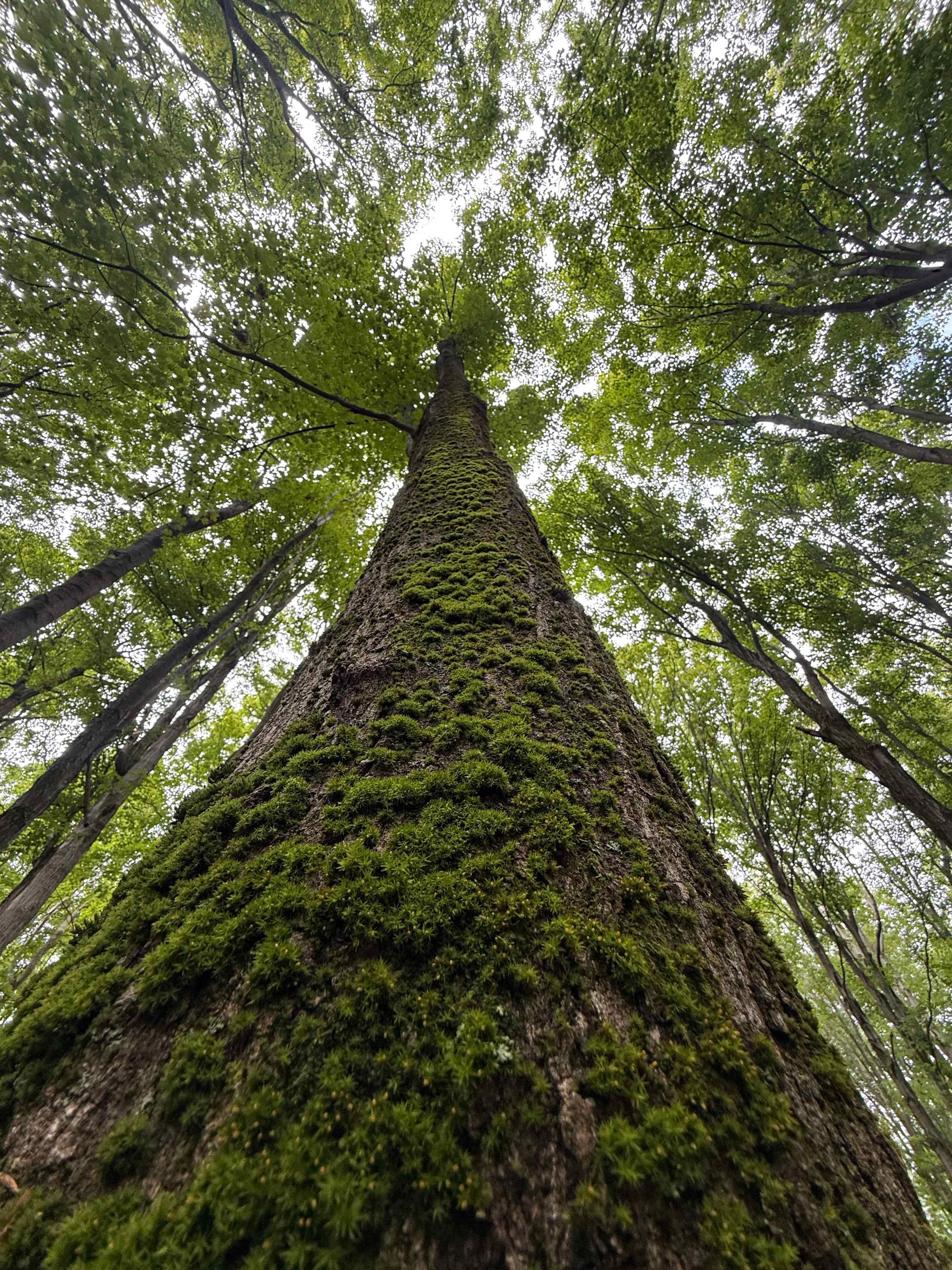 Zoar Valley Forest Retreat