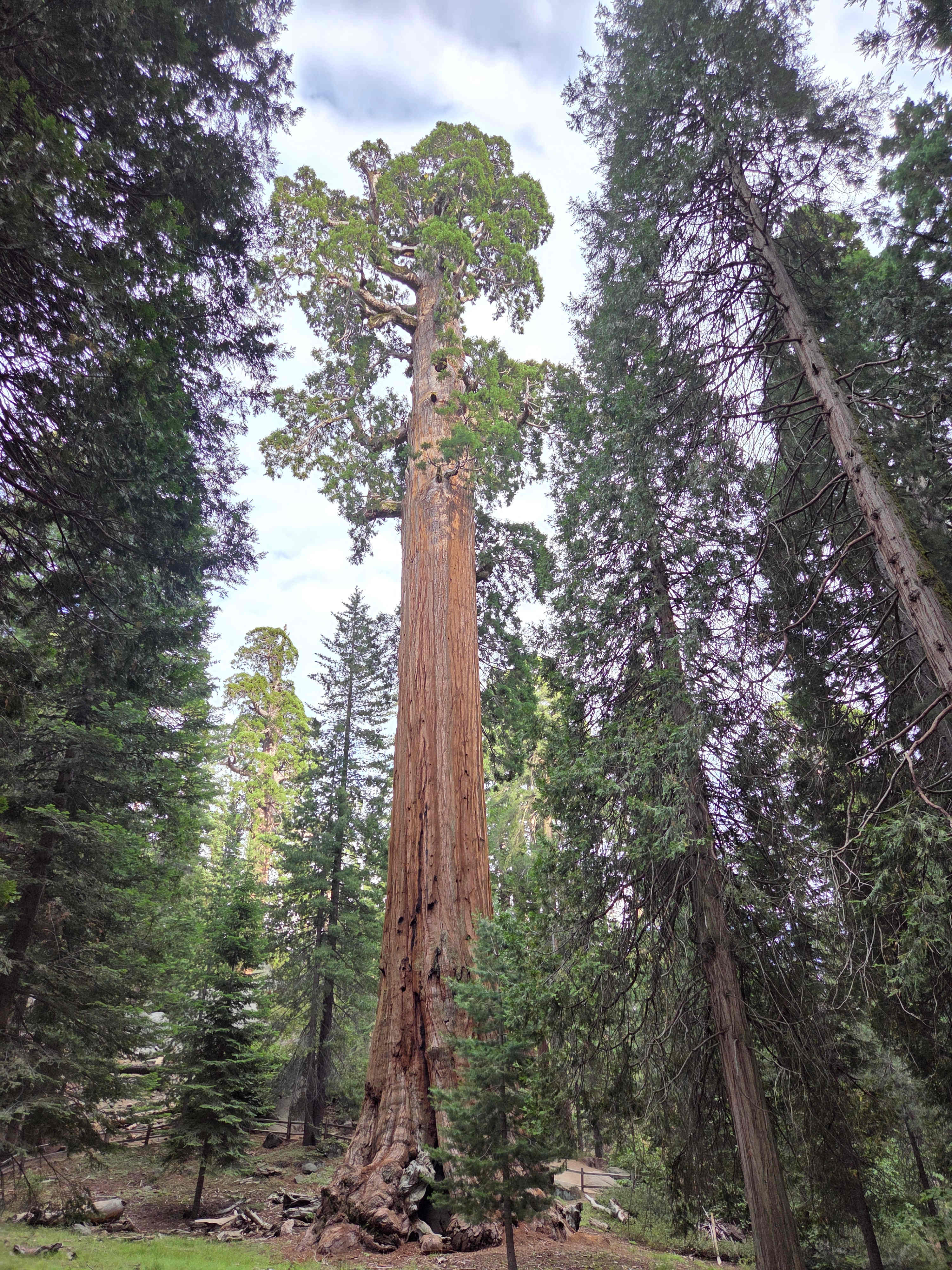 Northwest entrance to Sequoia/Kings Canyon is not super far away by car. General Grant tree closest to this entrance is pictured here. 