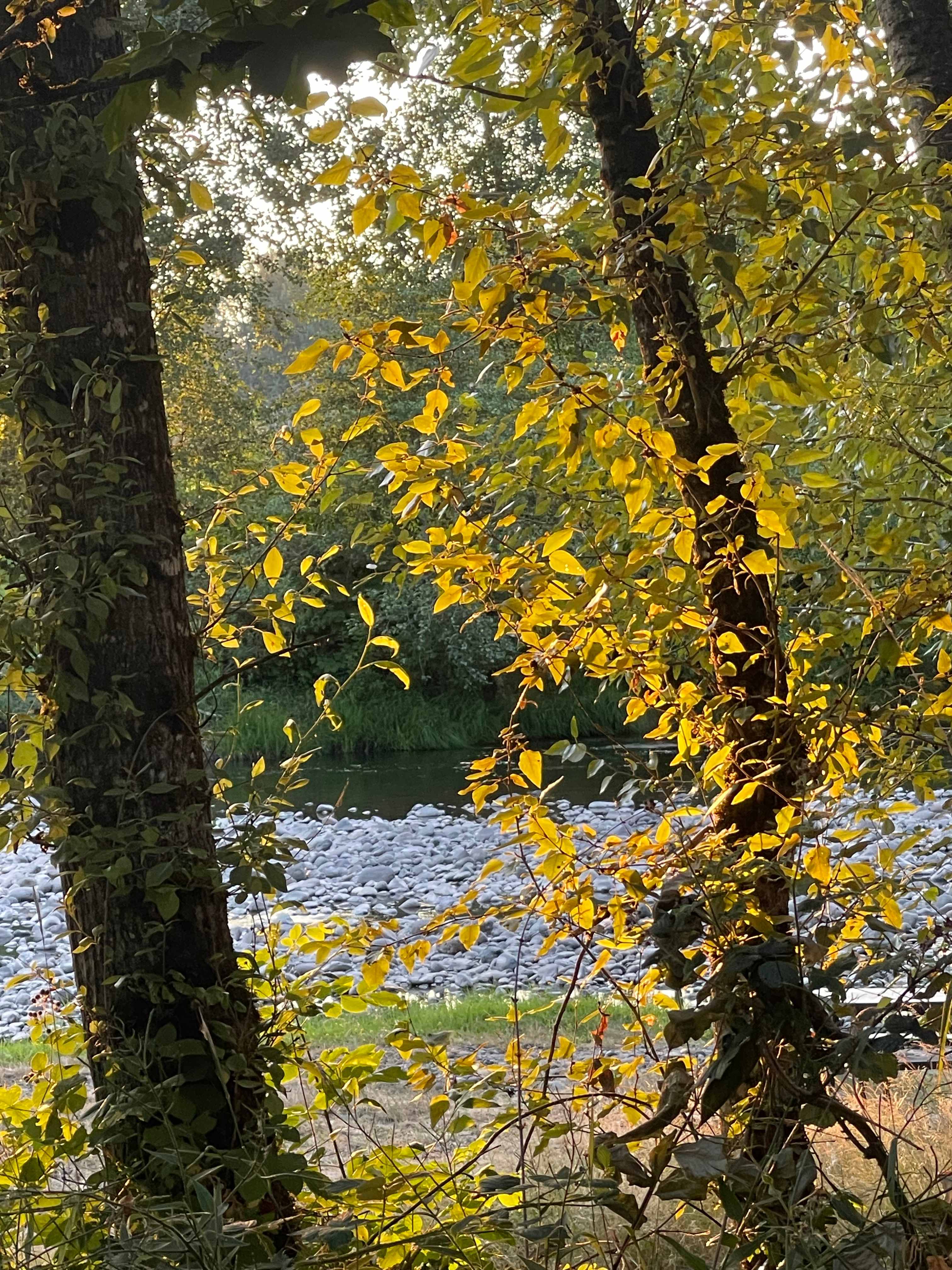 Molalla Ripple