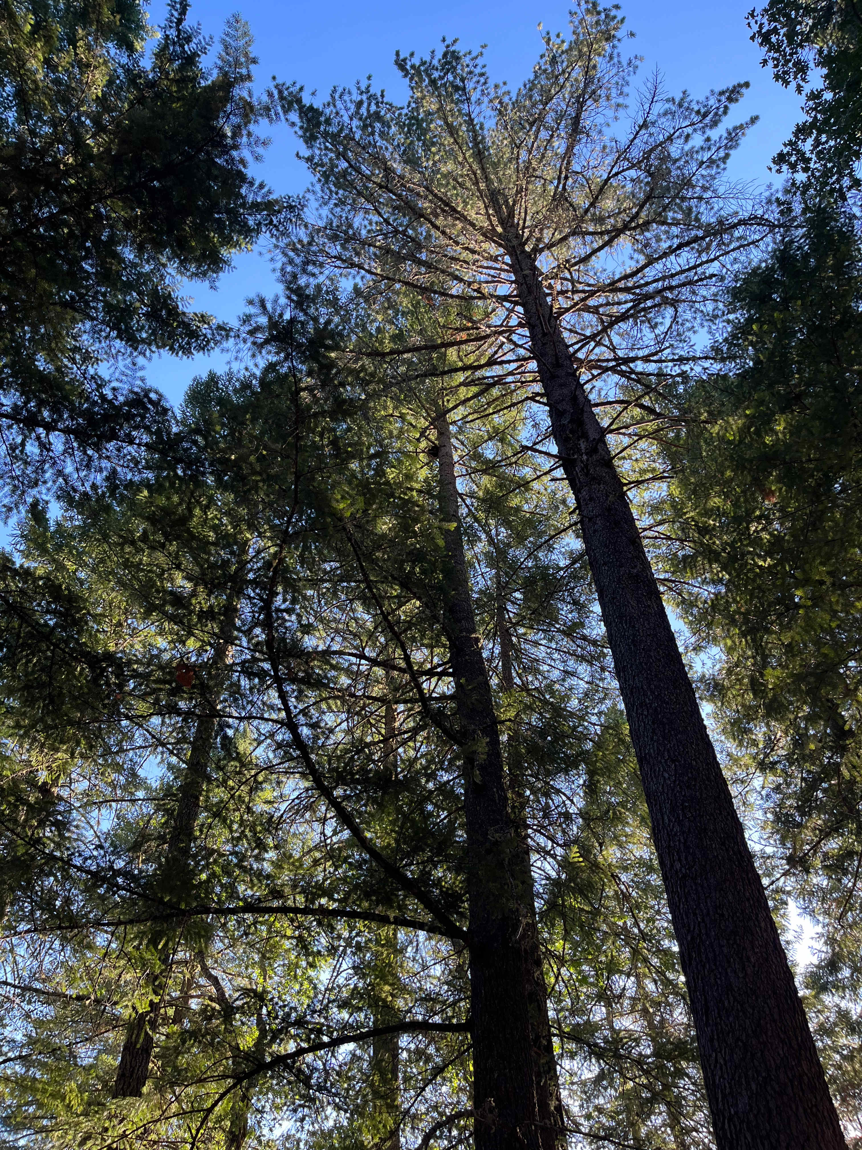 Cedar Bloom