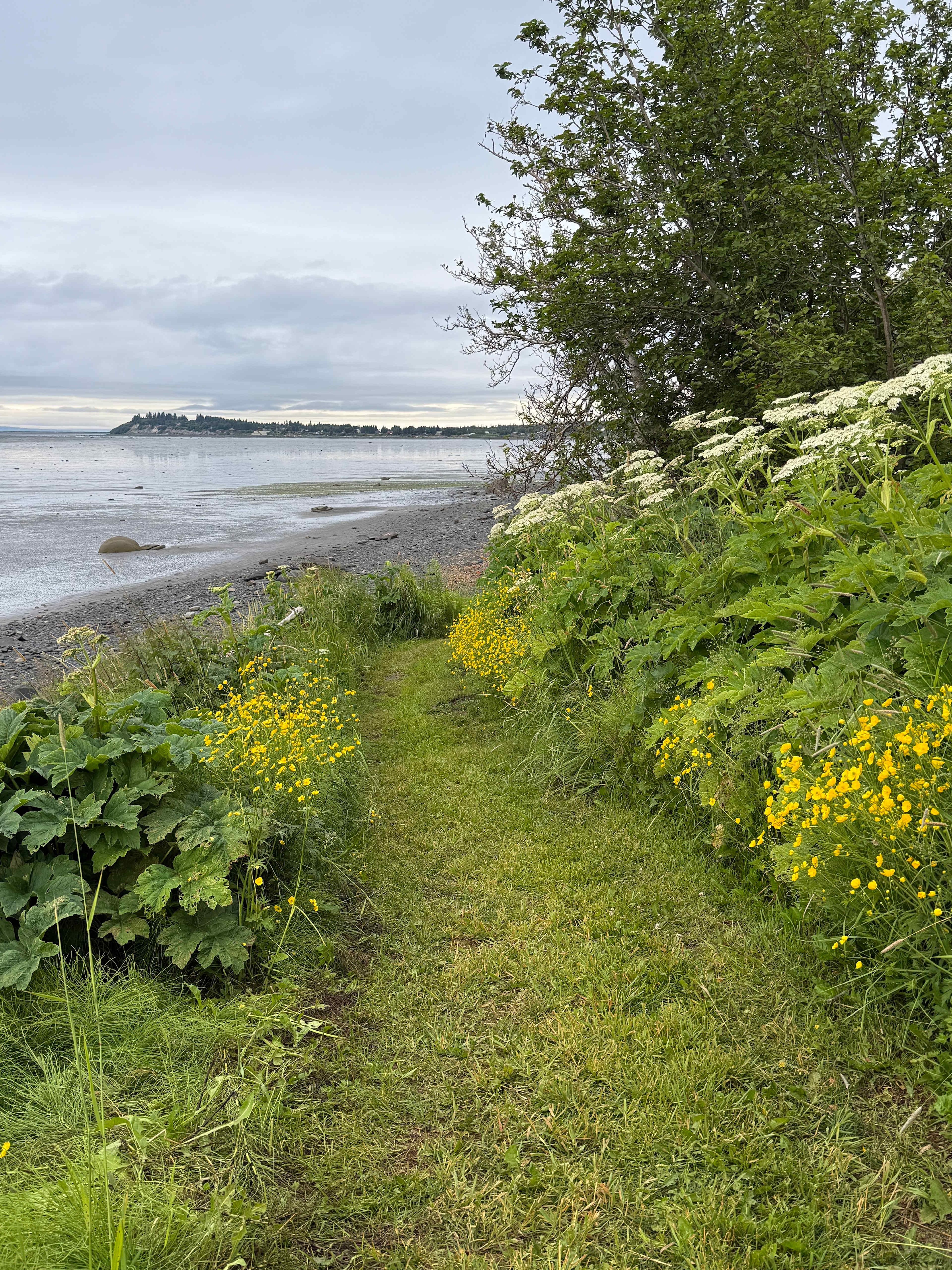 Wildflowers and Beach