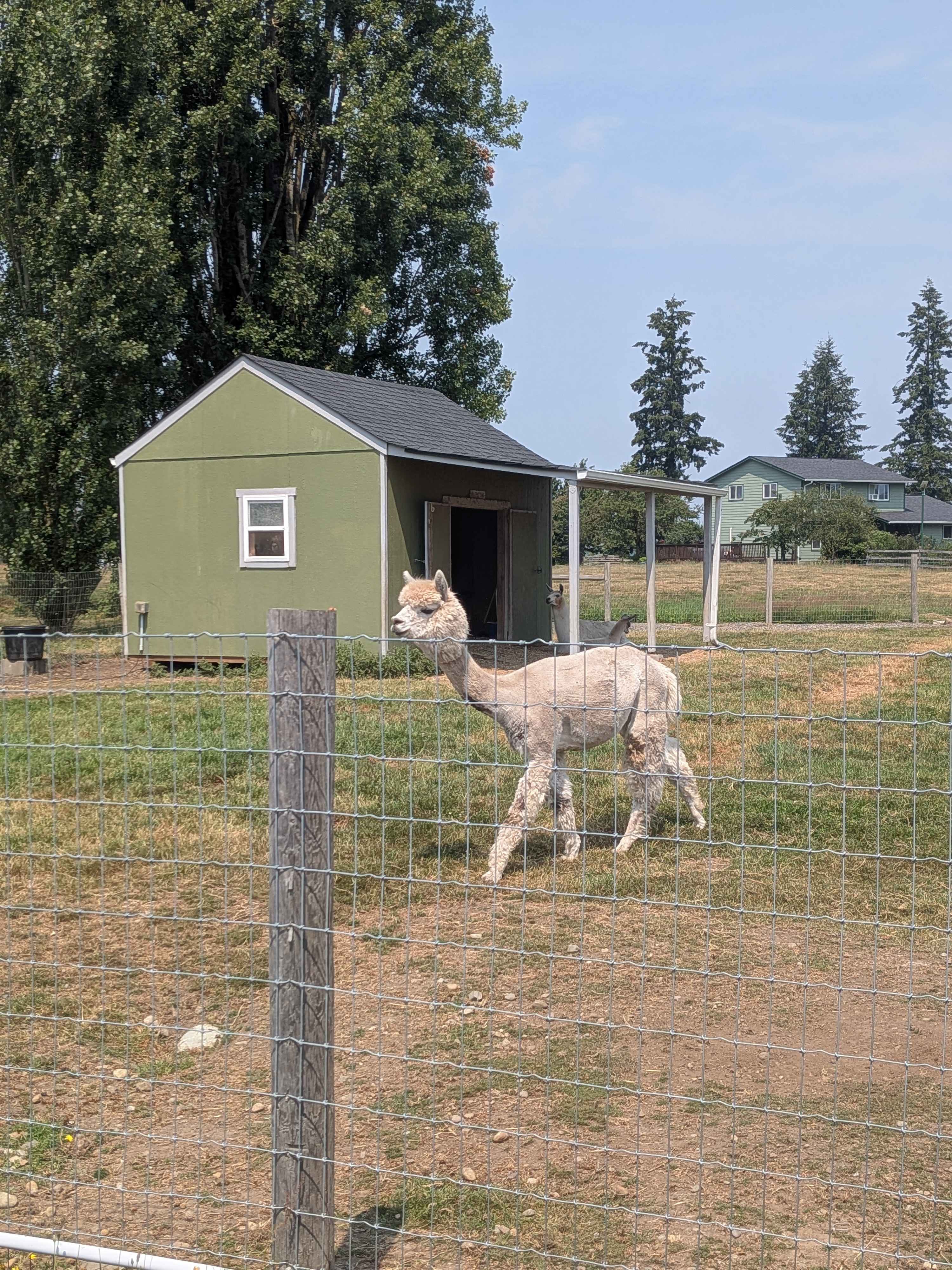 Green Apple Alpacas