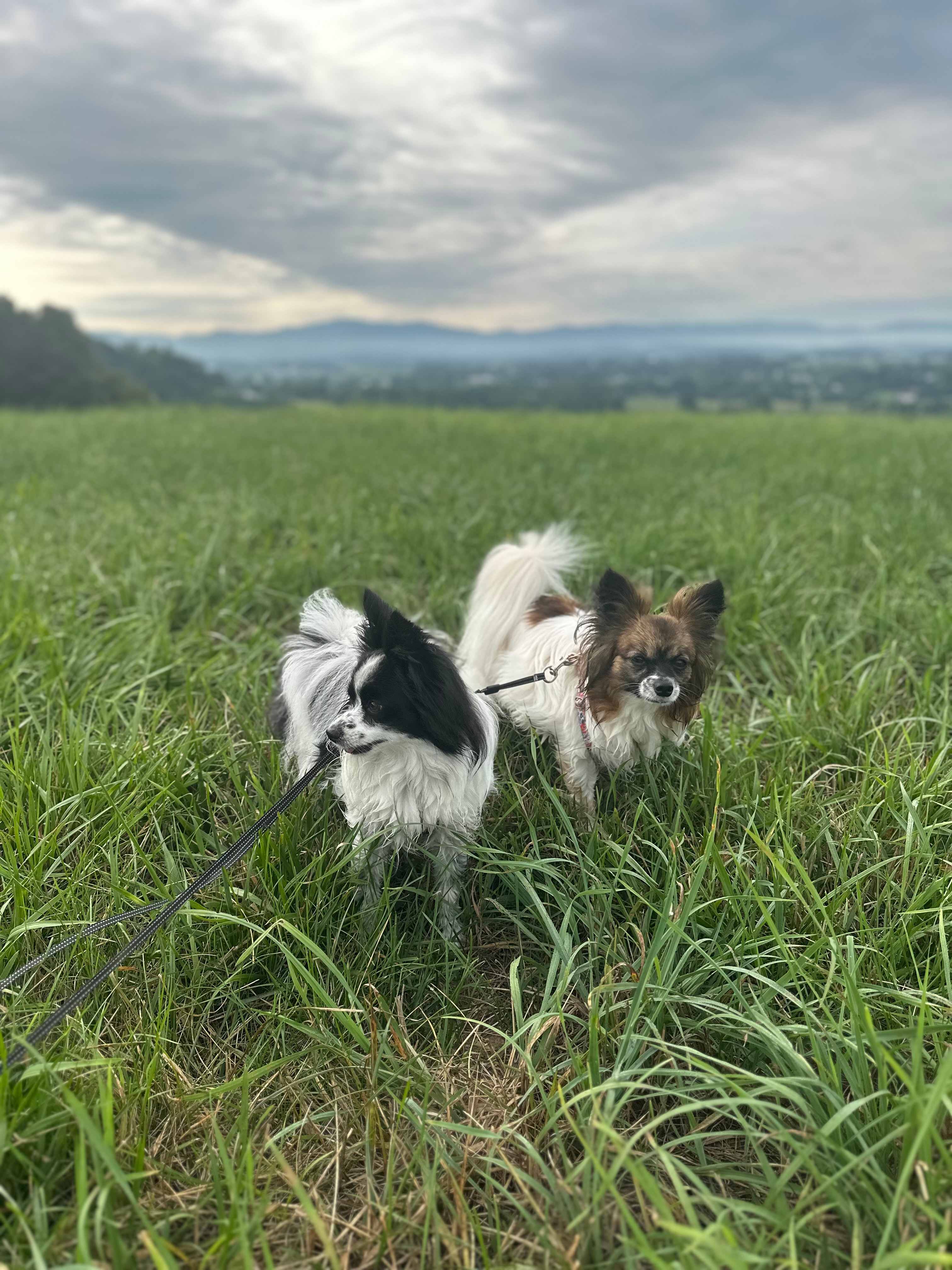 Dices Spring Farm Camp & Views