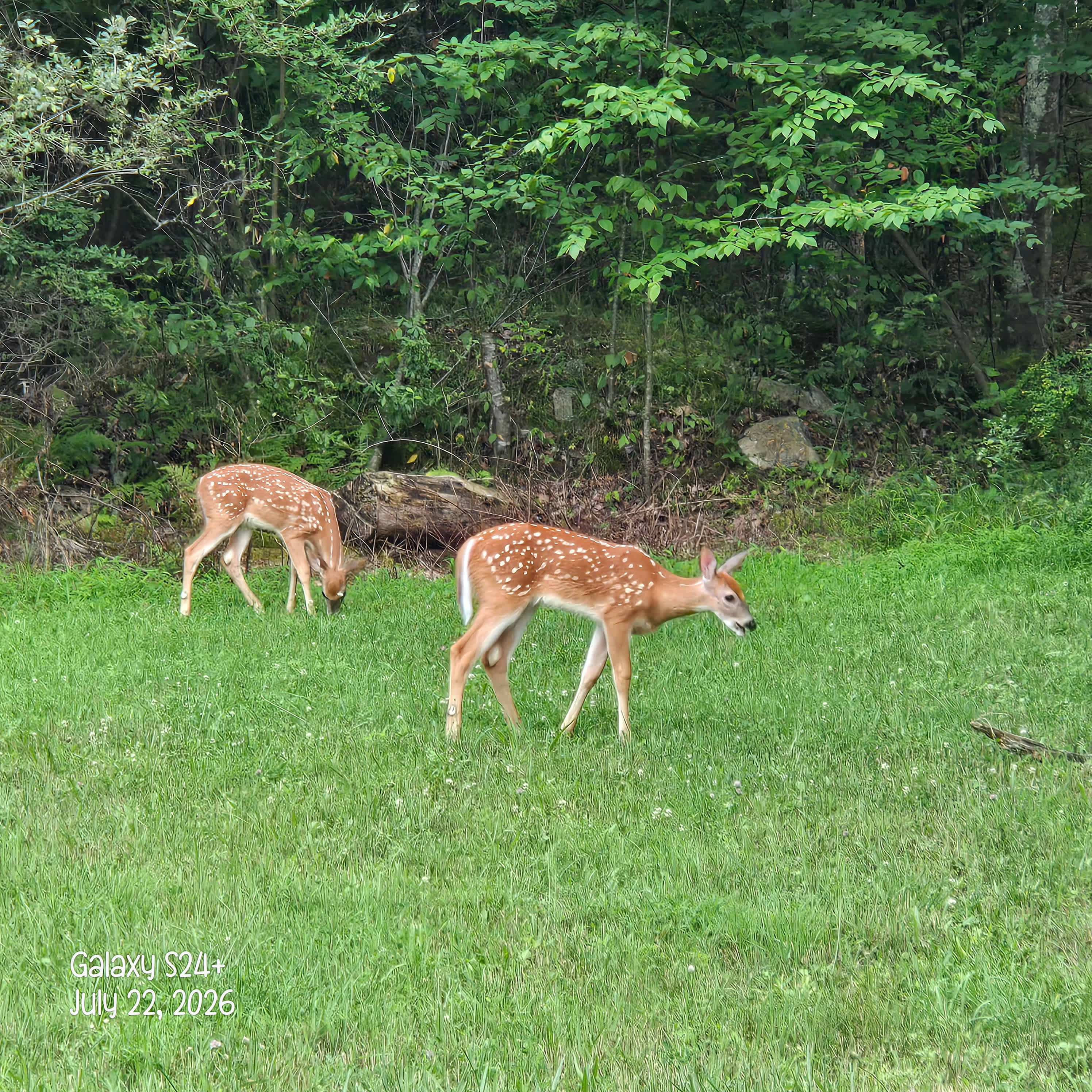 Deer Point