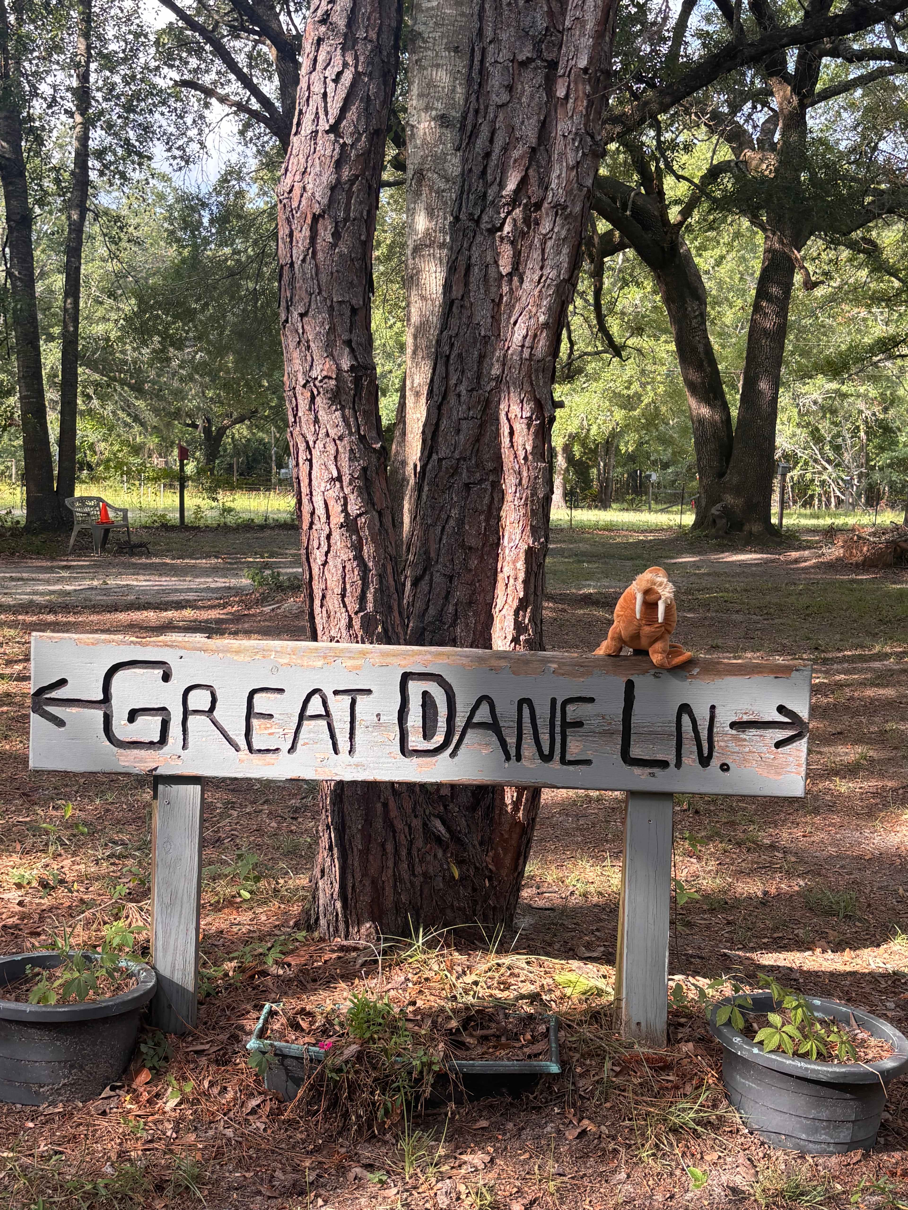 Great Dane Lane