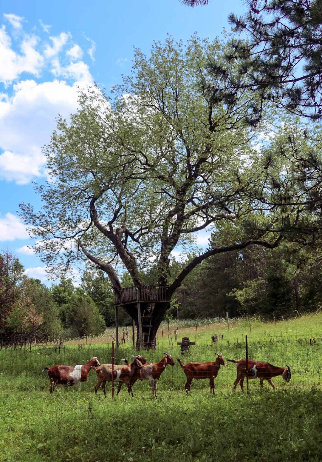 Goats and Gardens