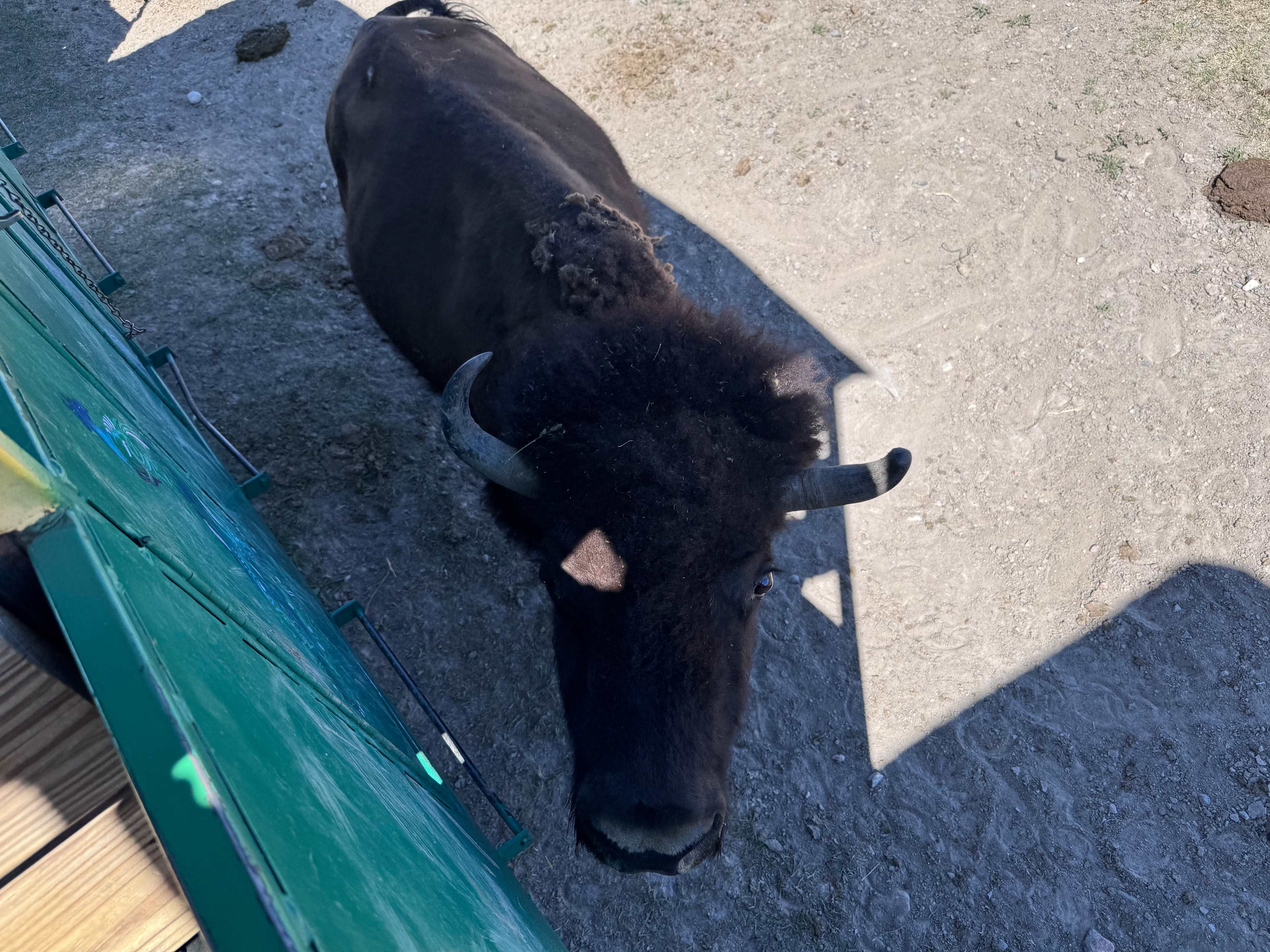 Terry Bison Ranch Resort