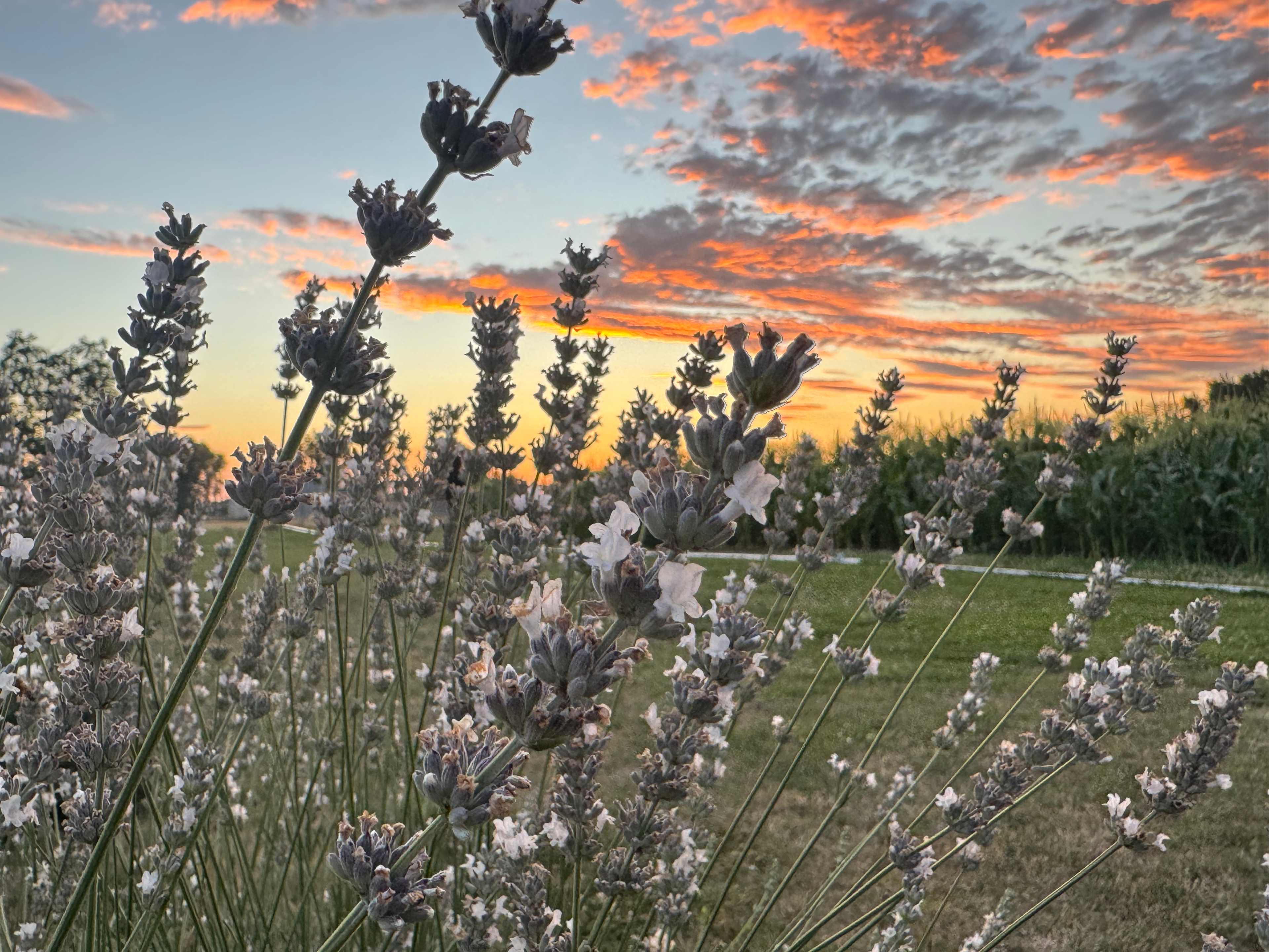 Relaxing, Peaceful Lavender Farm