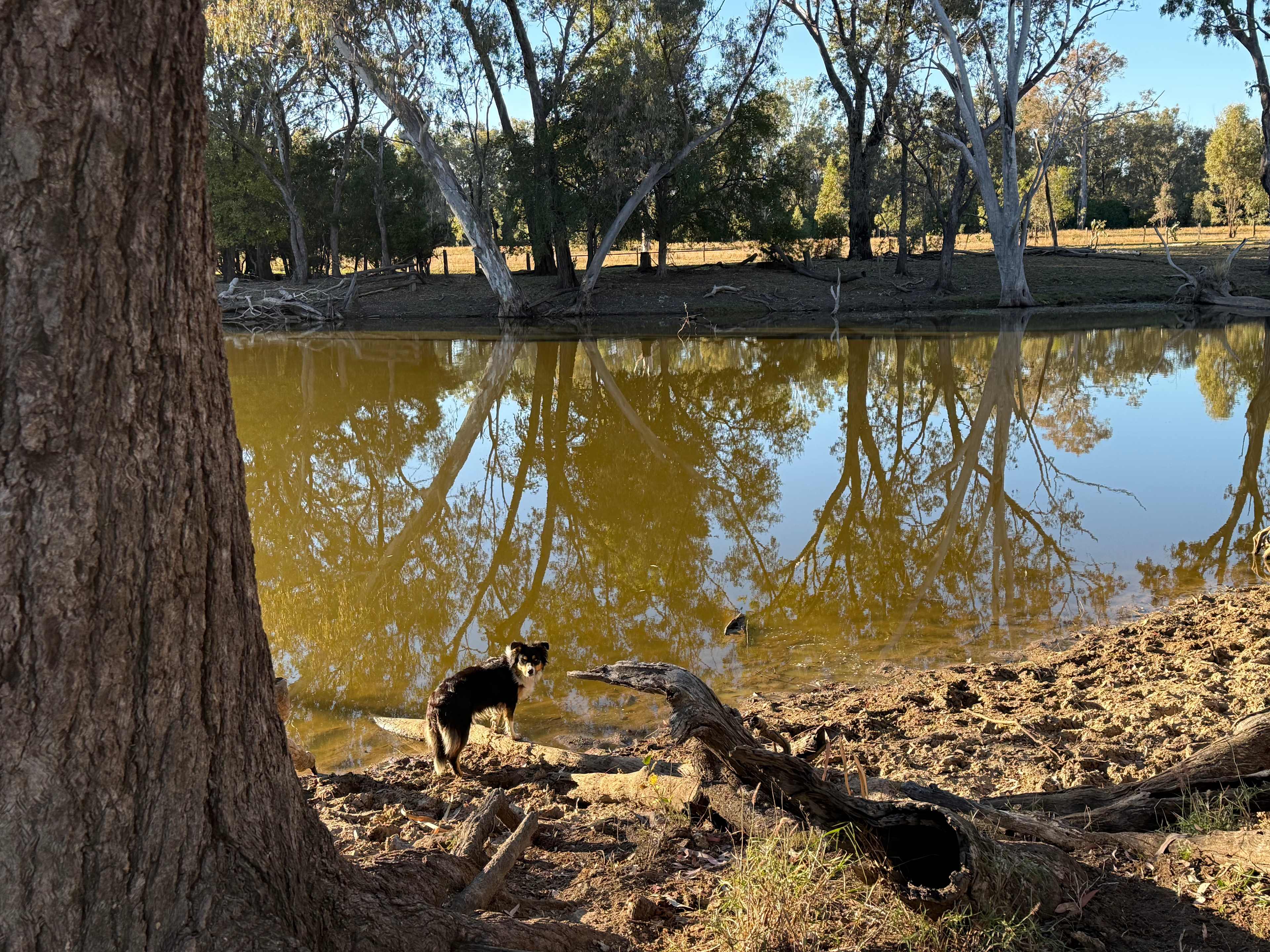 Currawong