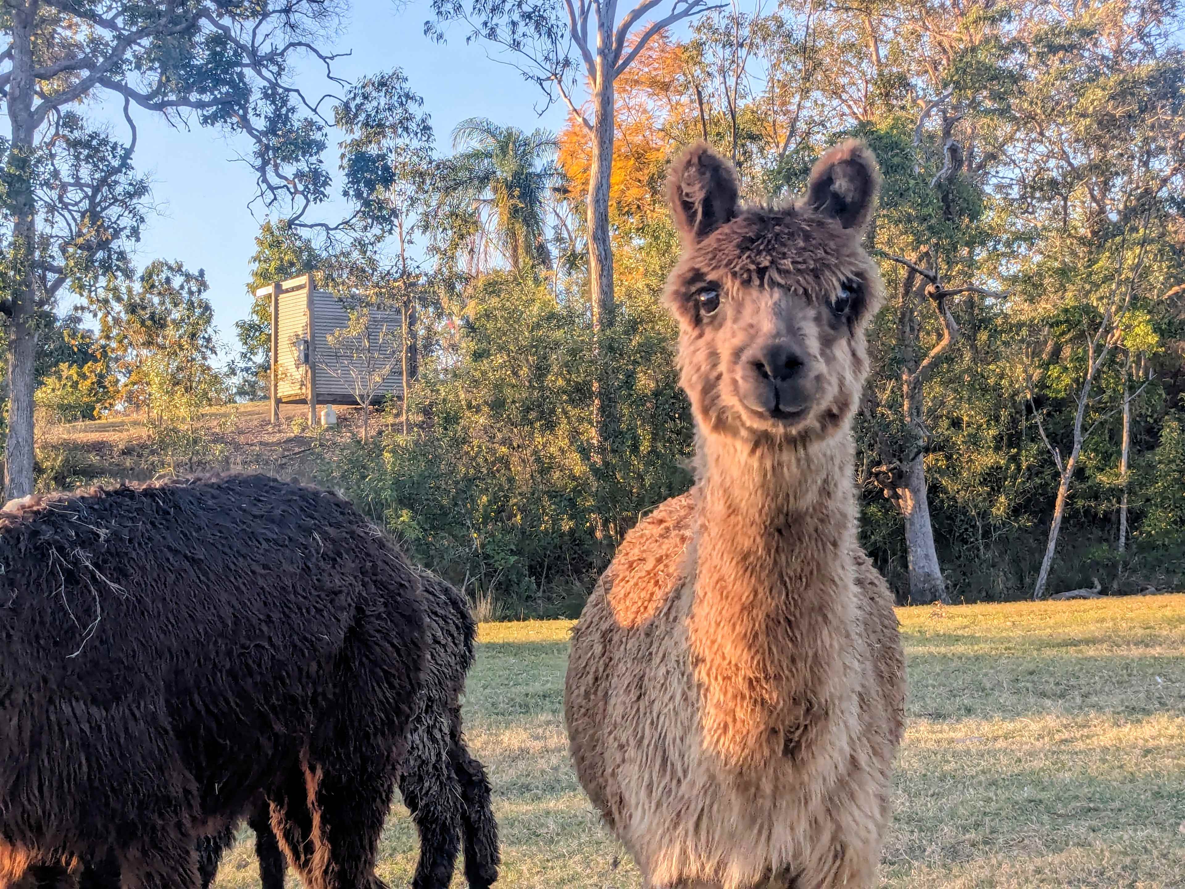 Macallon Farm Stay