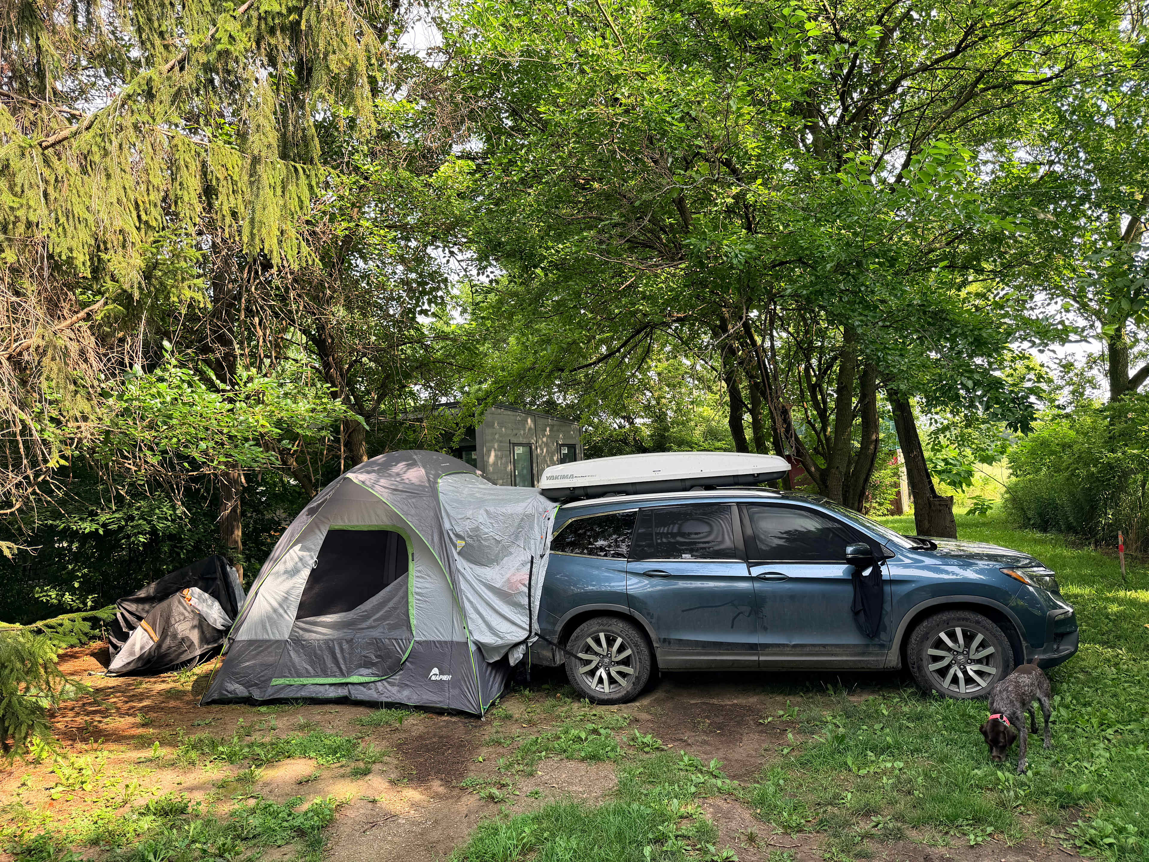 Campsite through woods from picnic table
