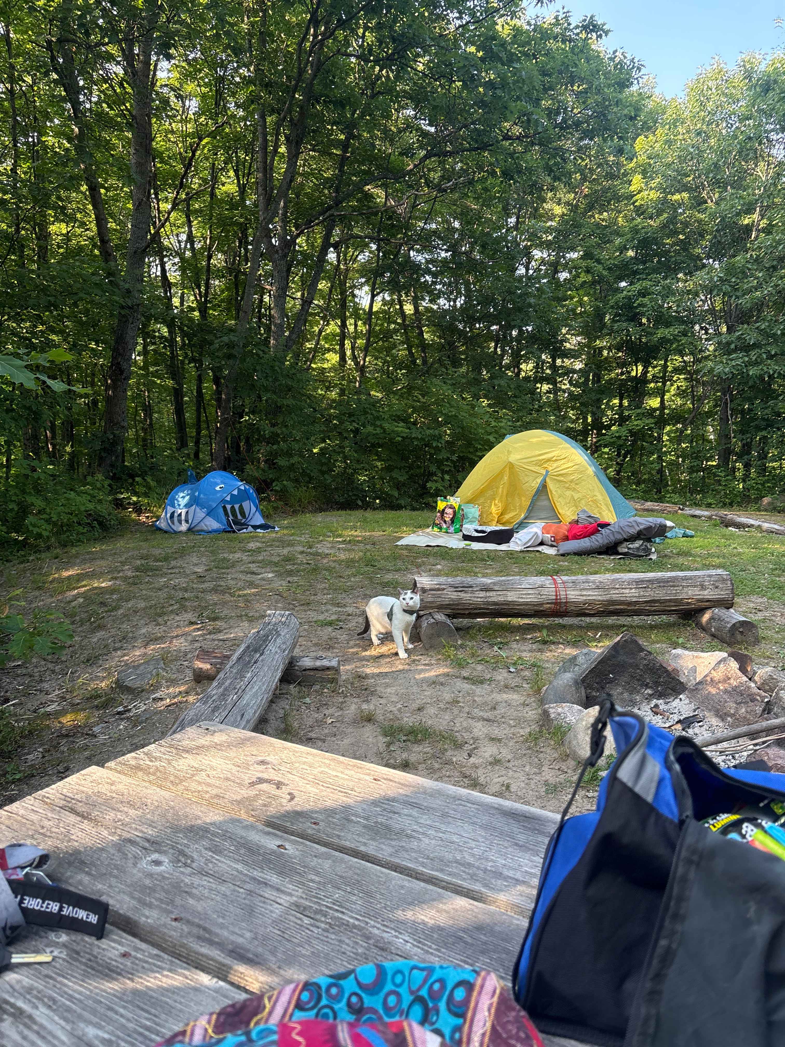 That Place on Limberlost
