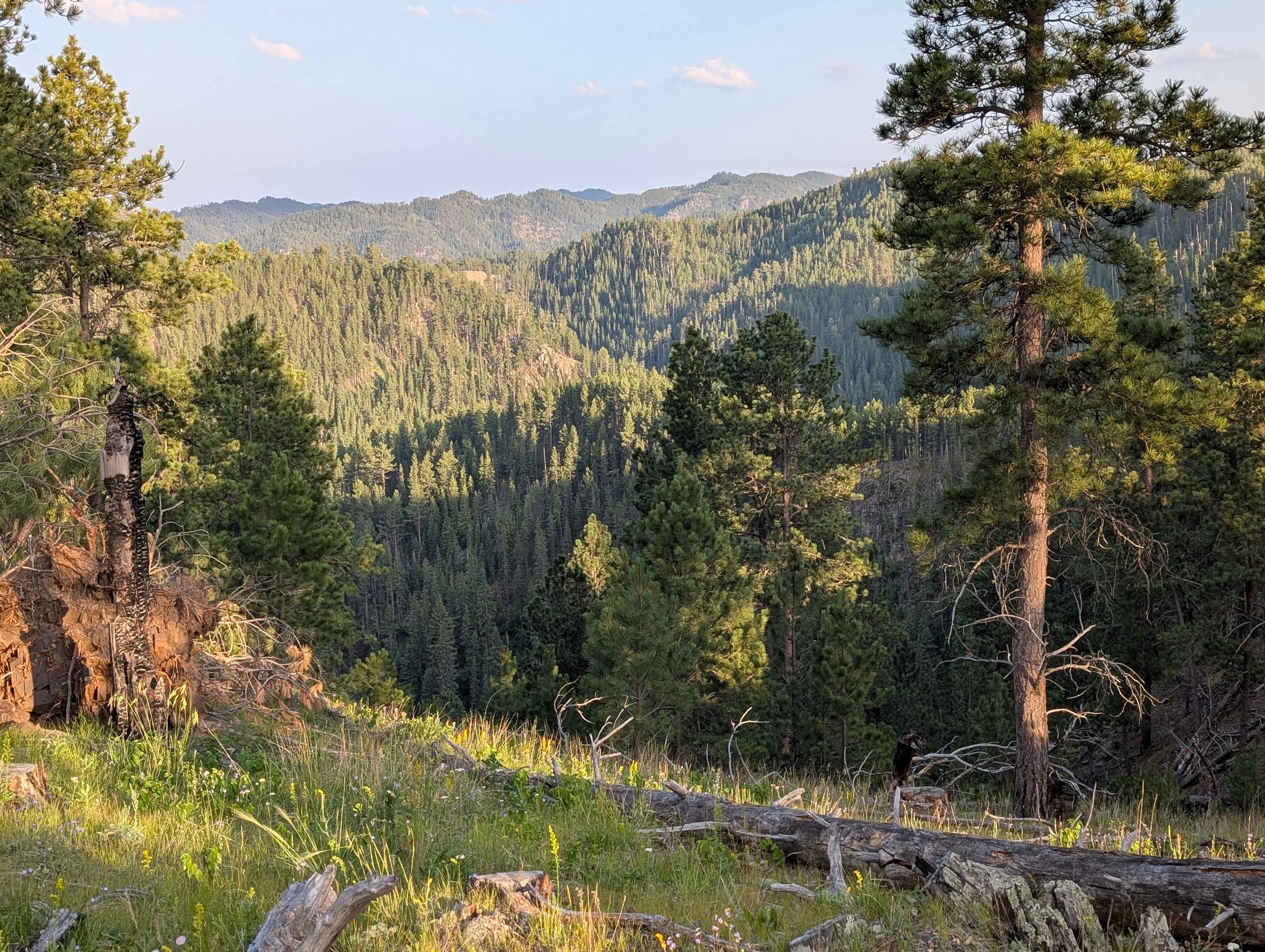 The Wilderness
