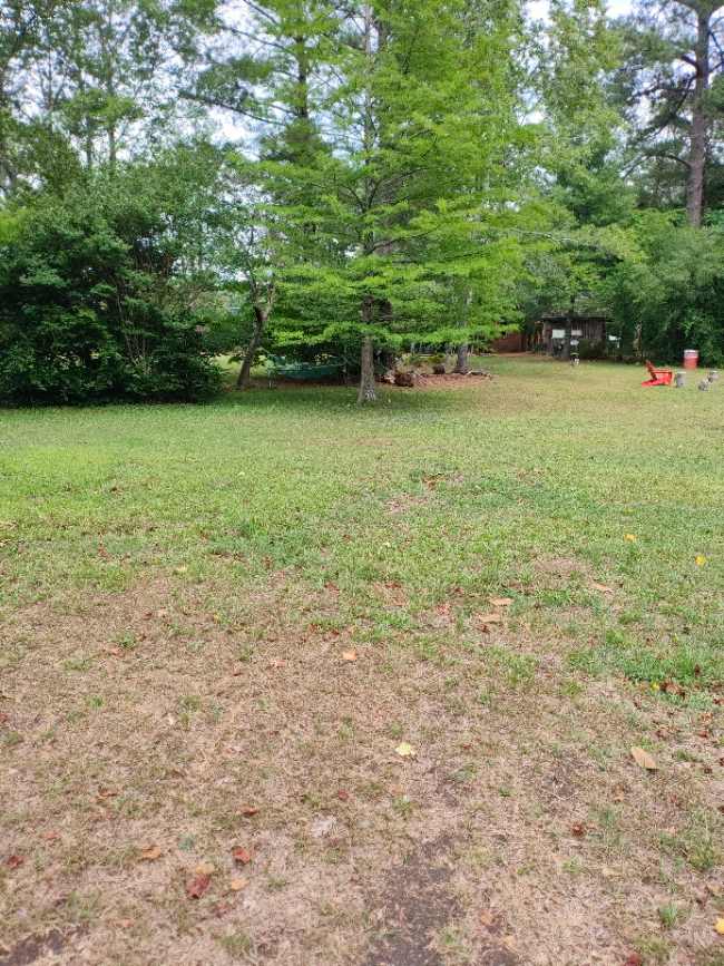Open area with Cypress tree