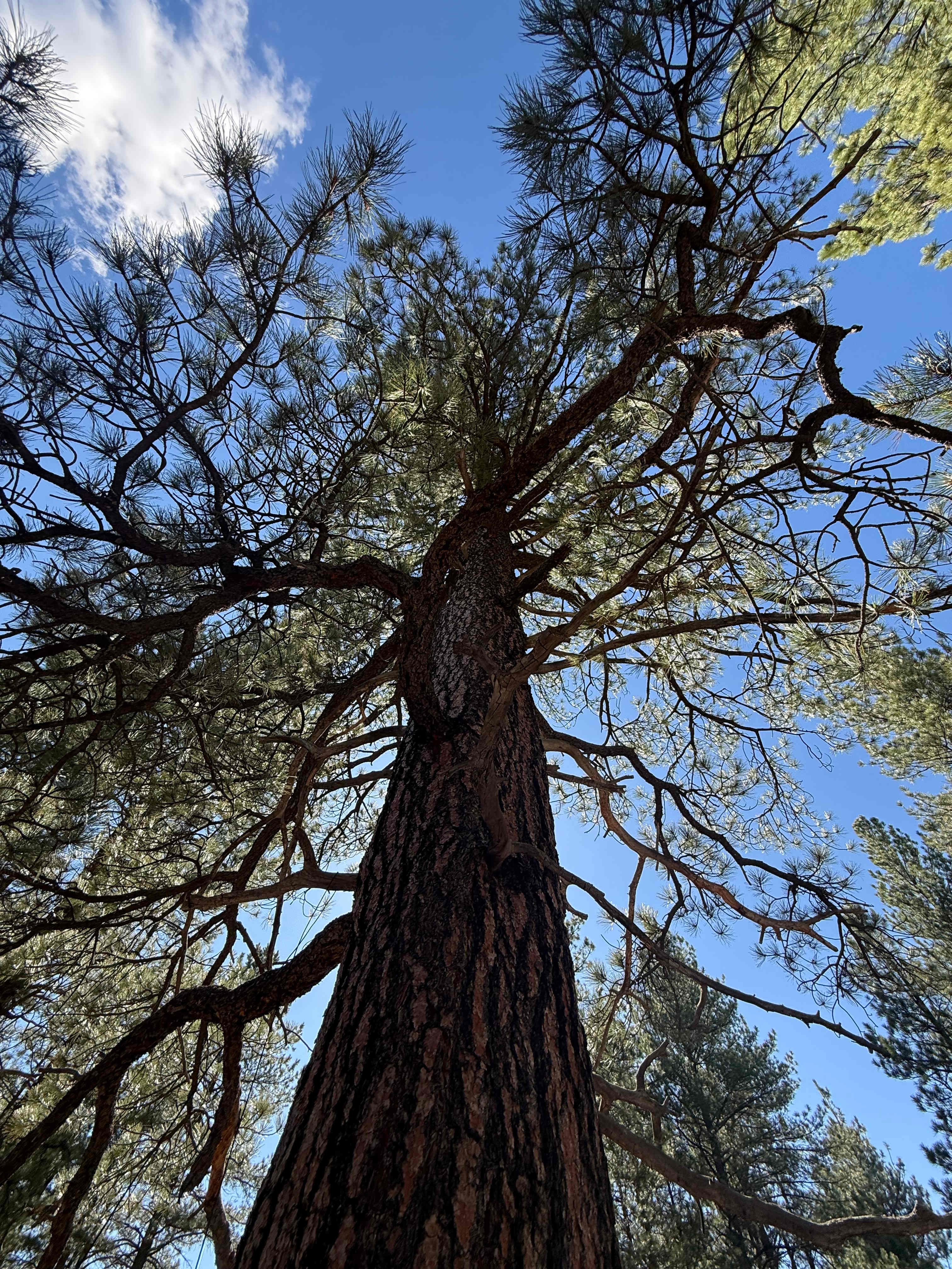 Private Ponderosa Paradise Camp