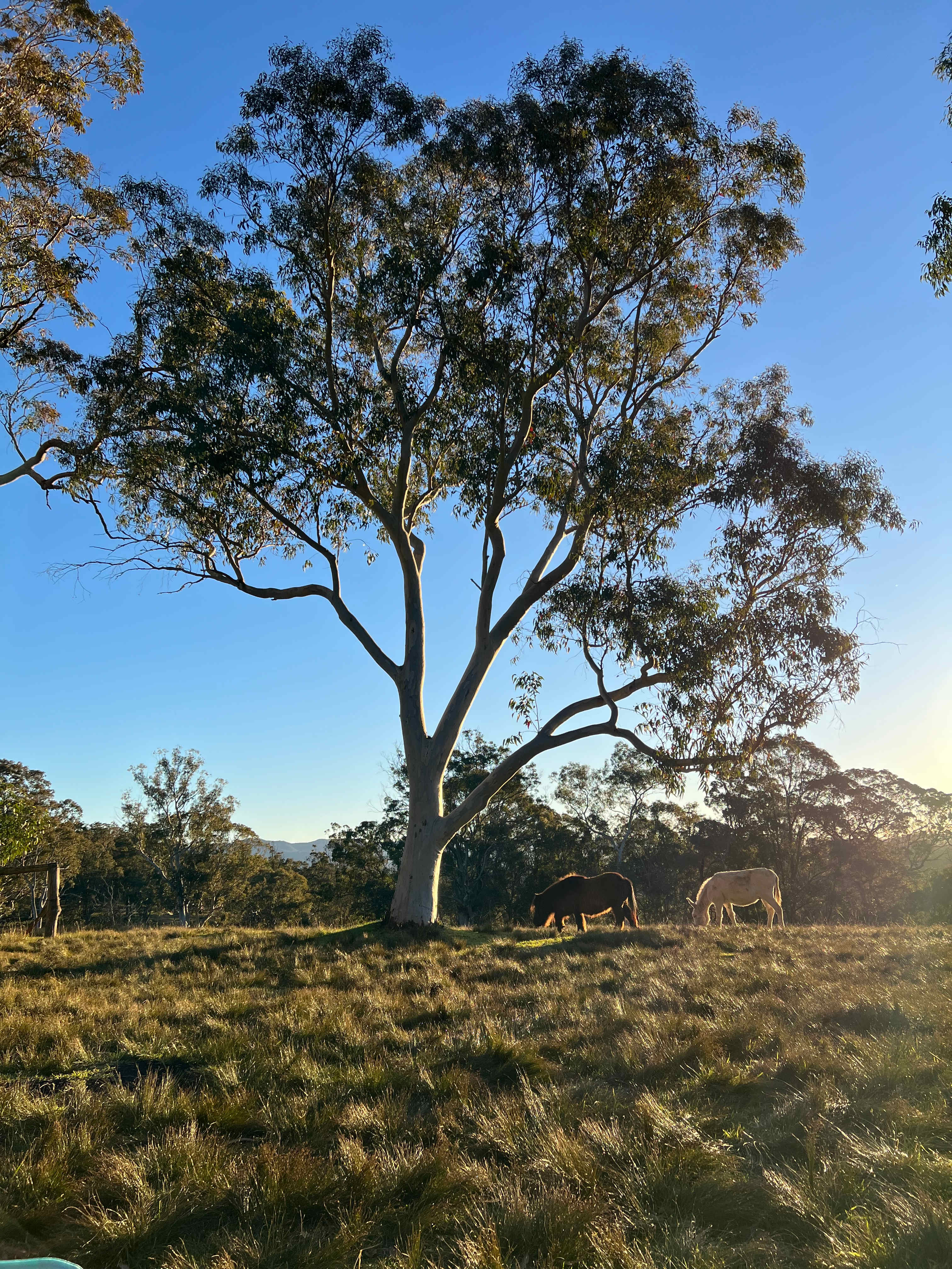 Megalong Valley Farm