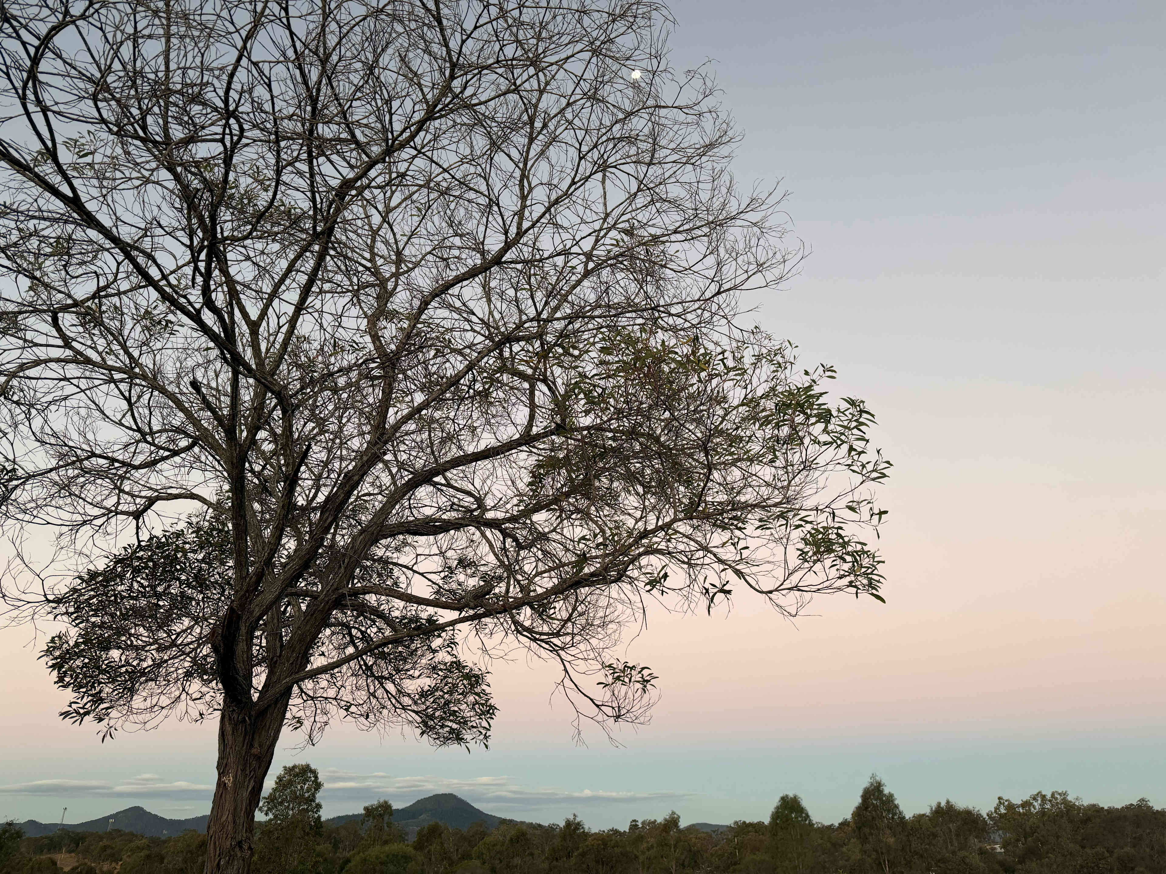 Fig Tree Camp