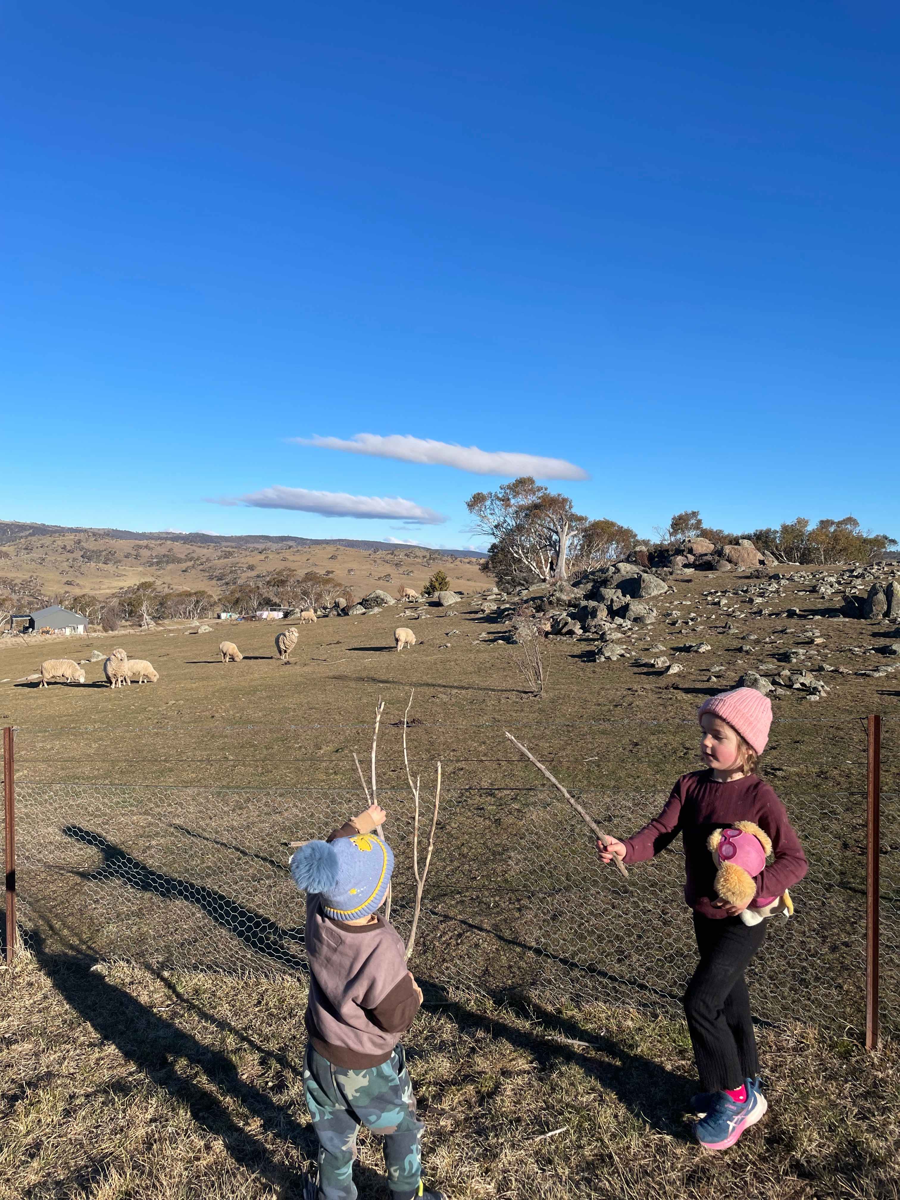 Checking out the neighbours sheep