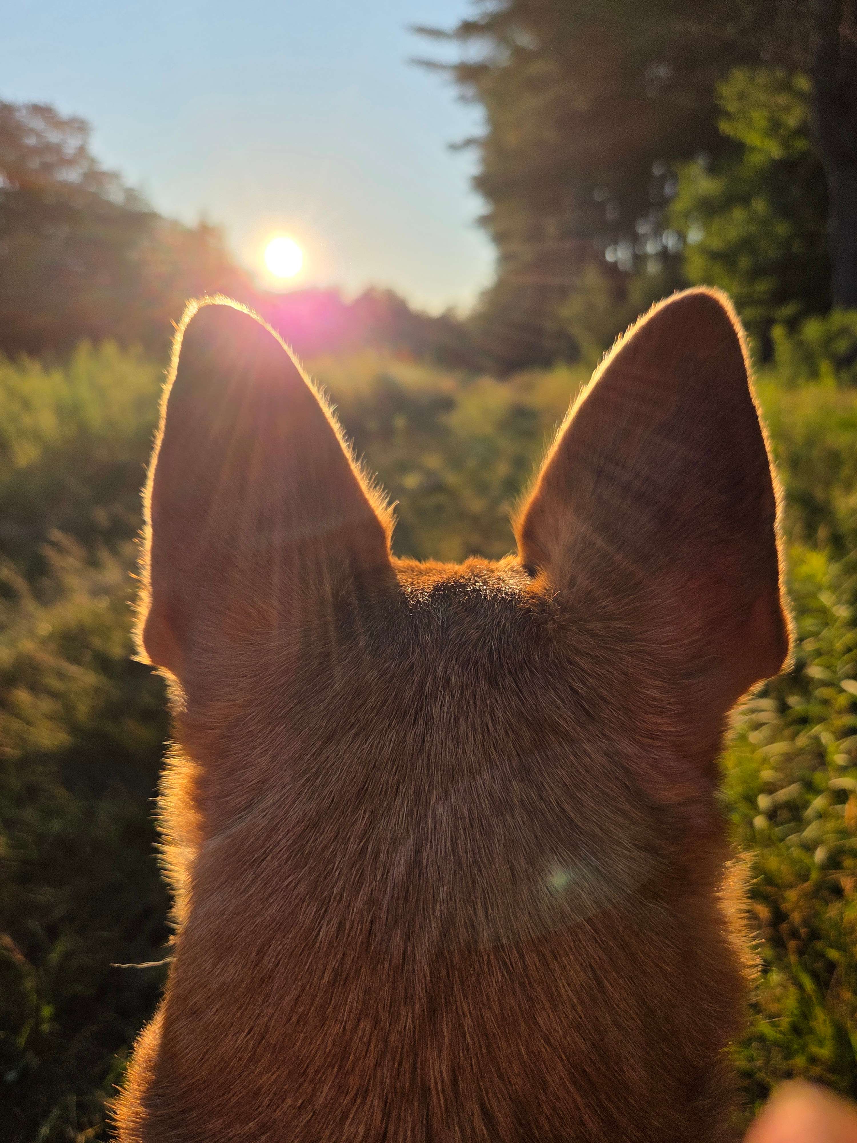 Sunset from the fields 