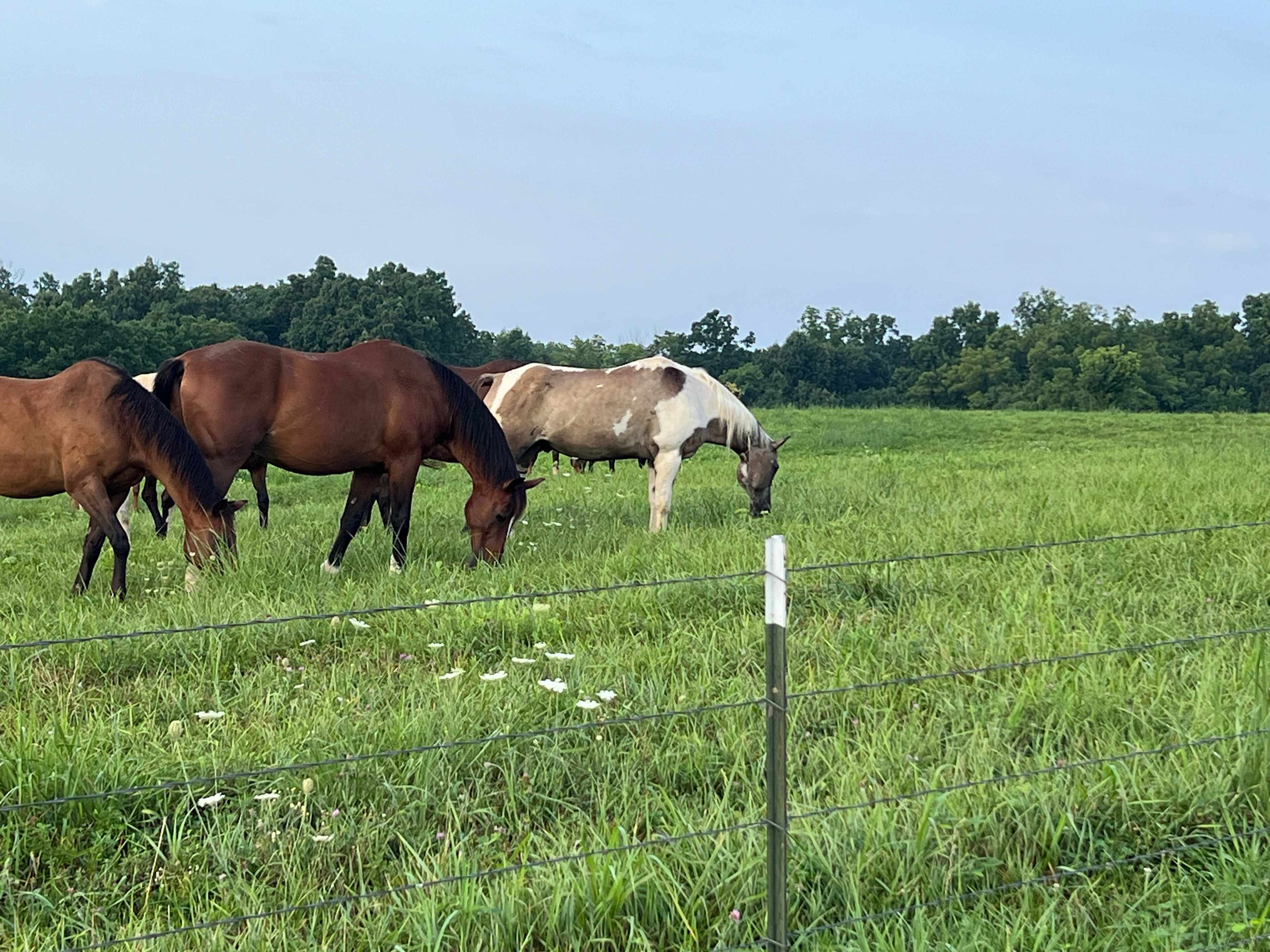 Selby Farm Camping
