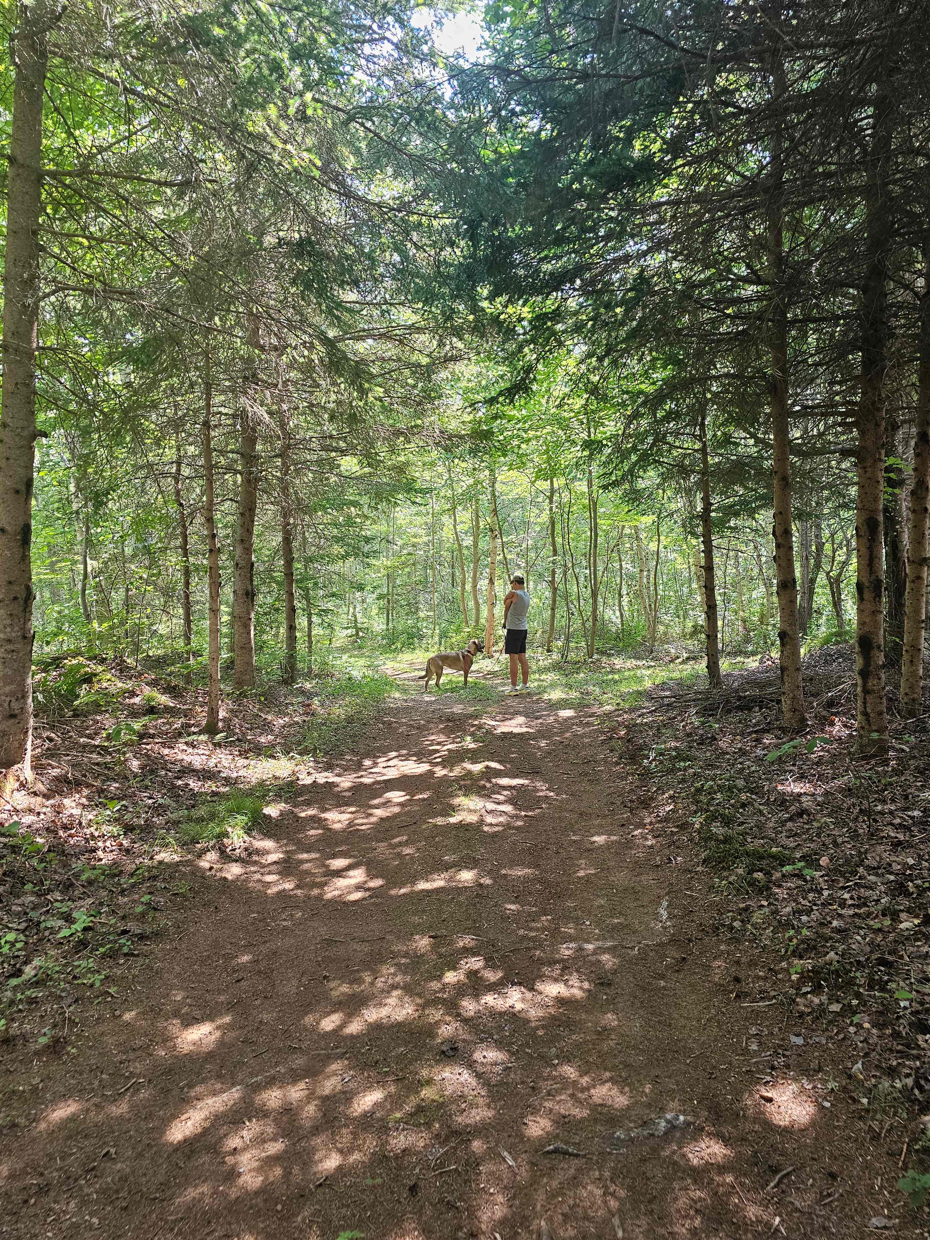 Beach and Forest