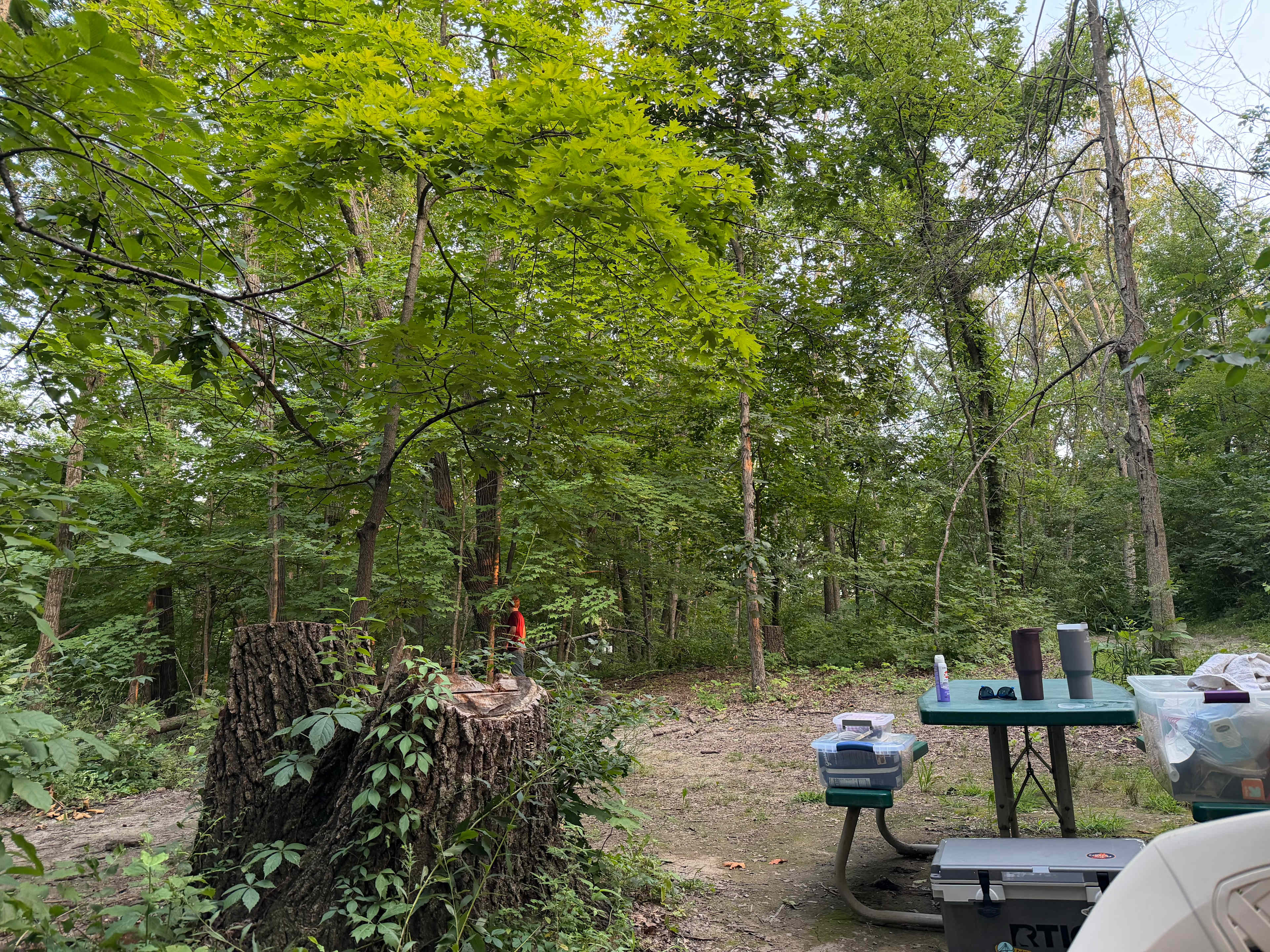 Welcome to our Magical Woods