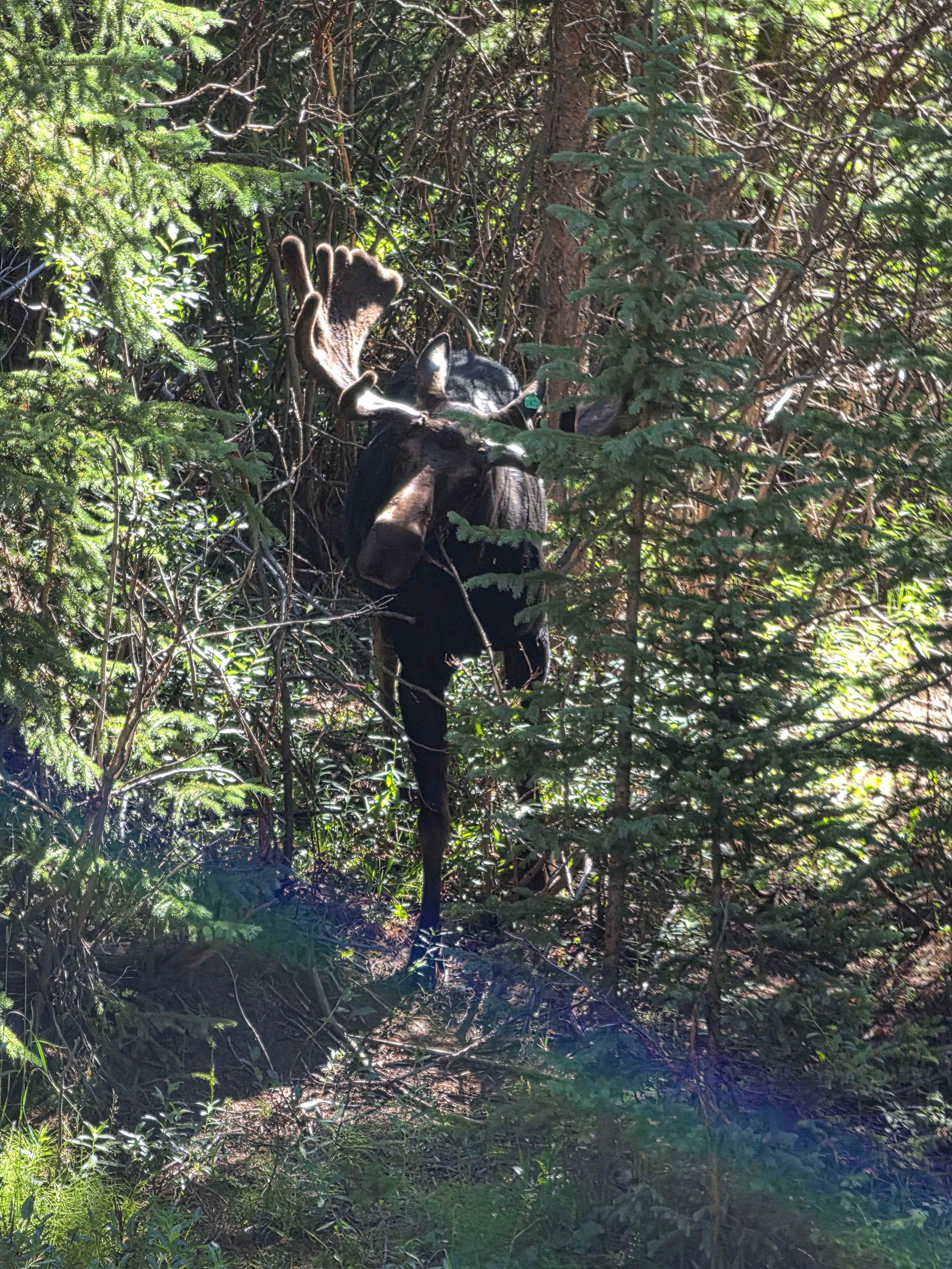The moose that came for breakfast!