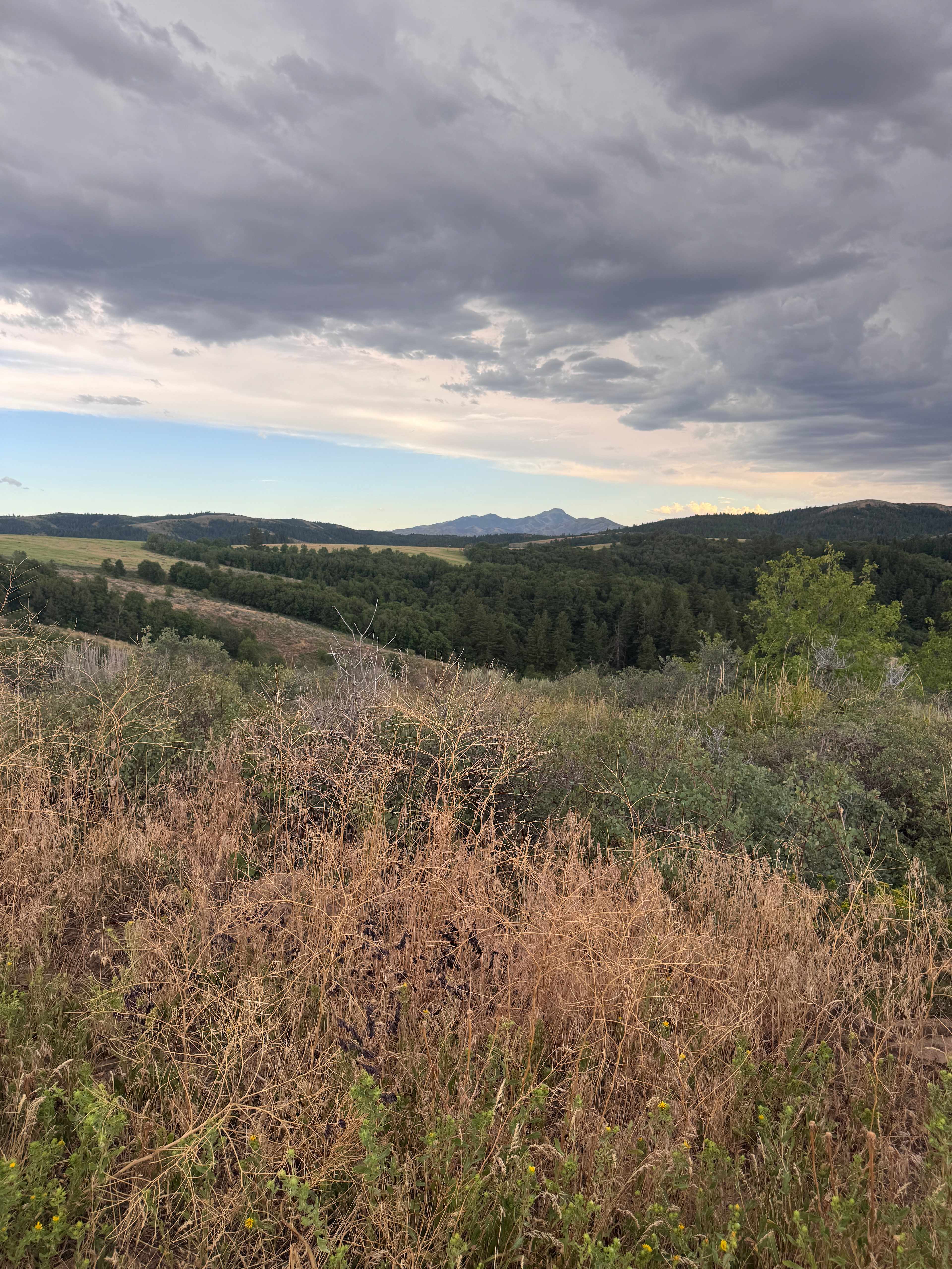 Moonlight Mine Acres