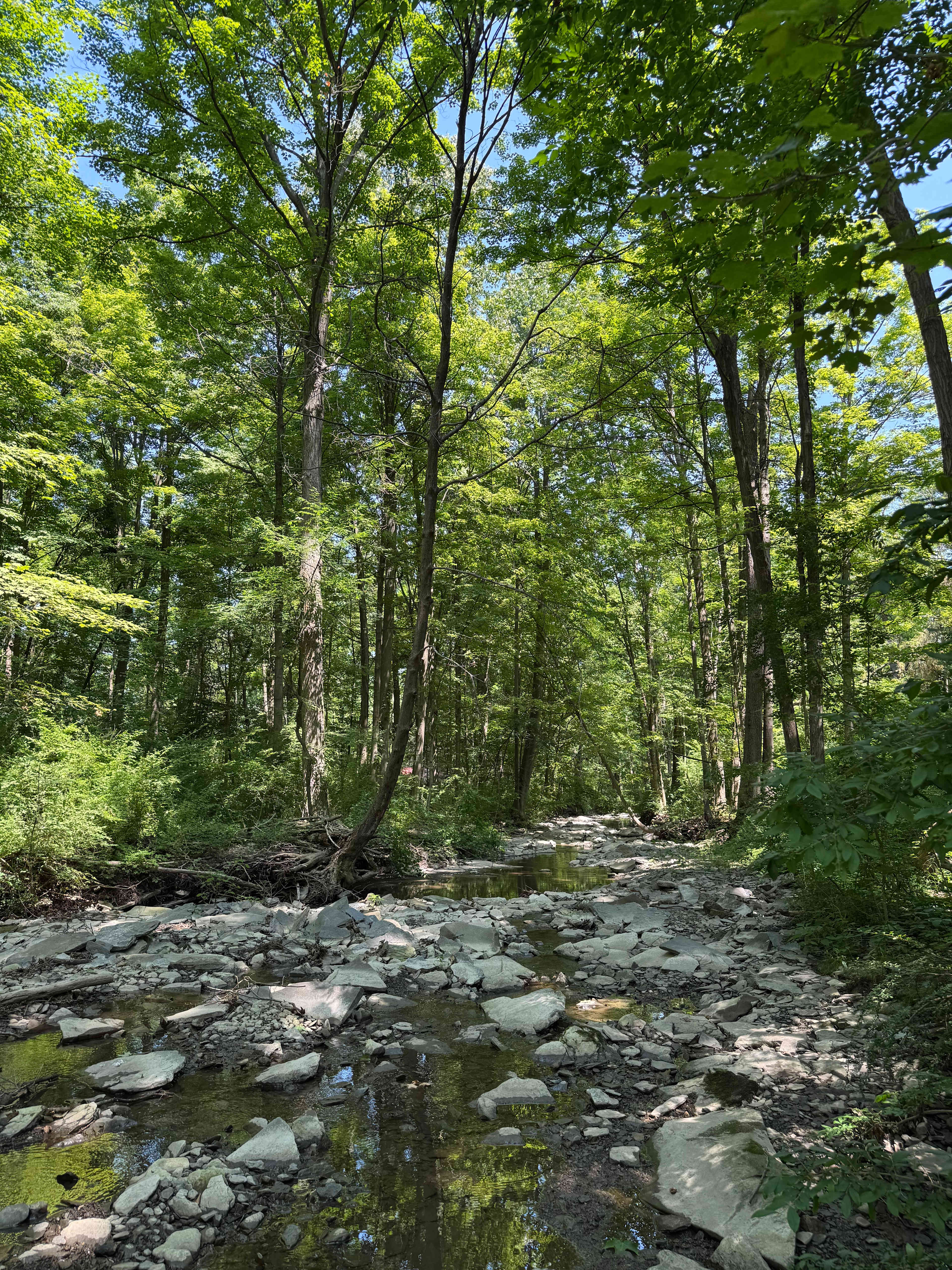 Ramble On (Farm) – Agroforestry