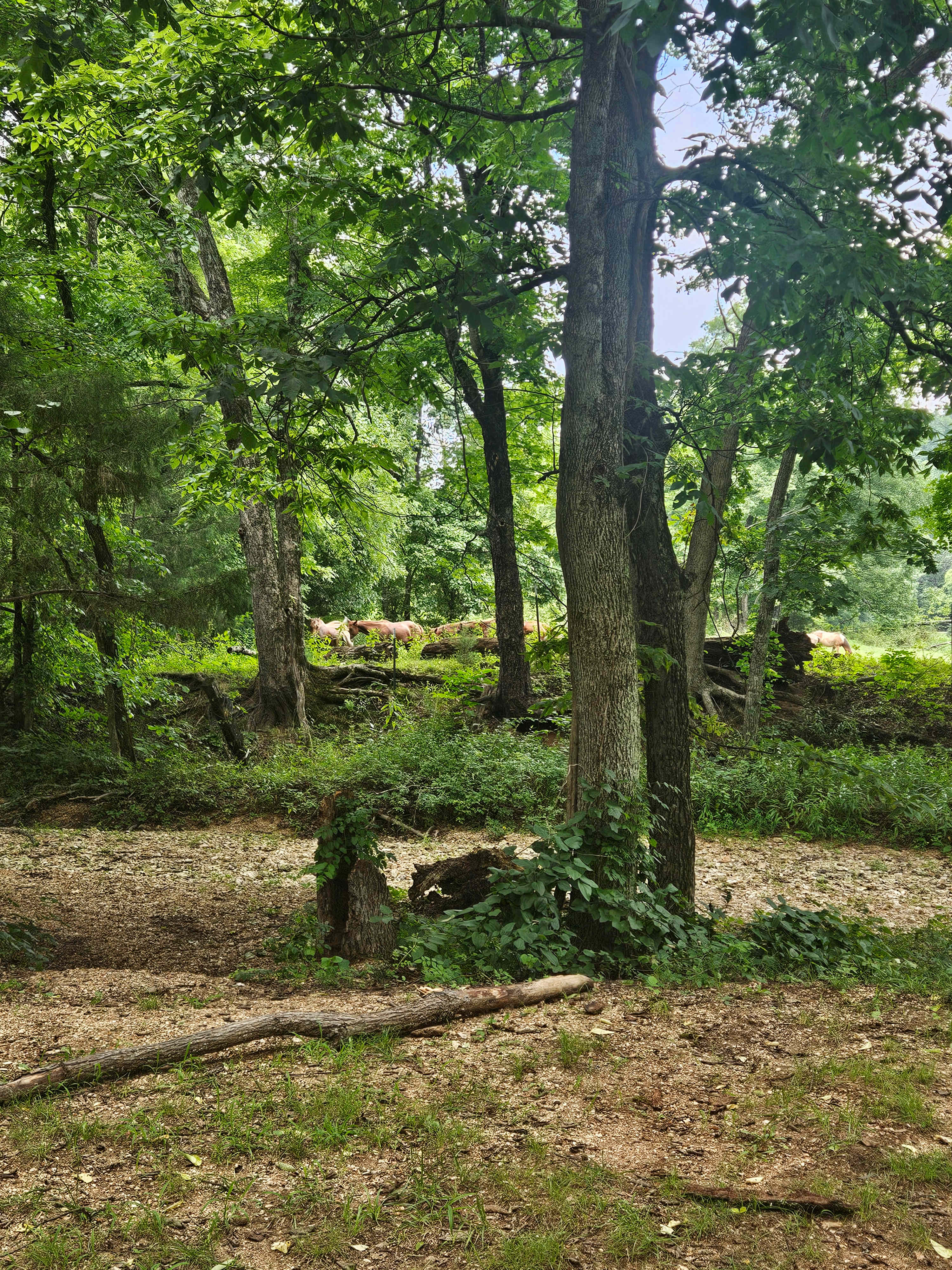 Four Creeks Ranch Campground