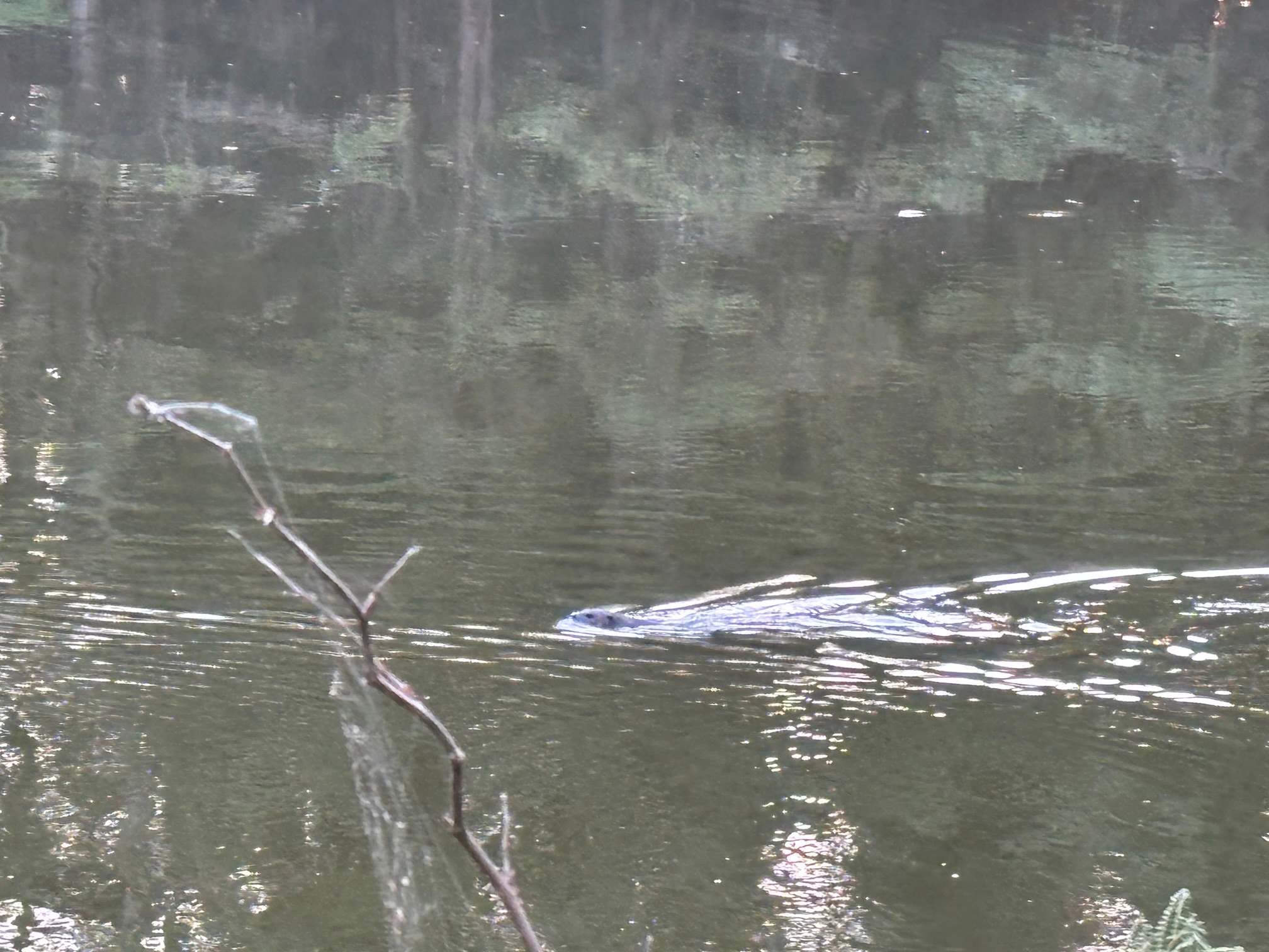 Same muskrat!