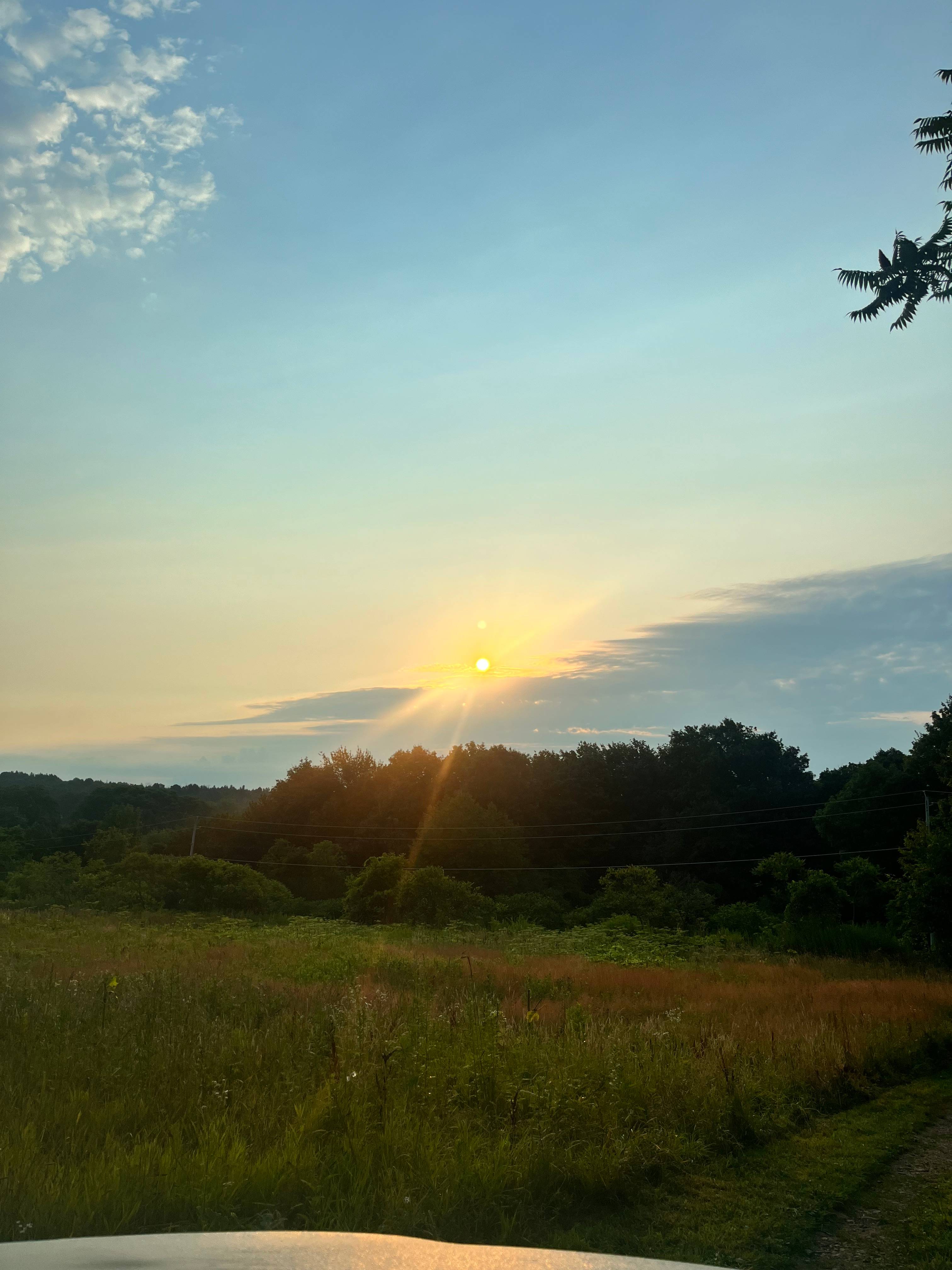 Thorndon Meadows