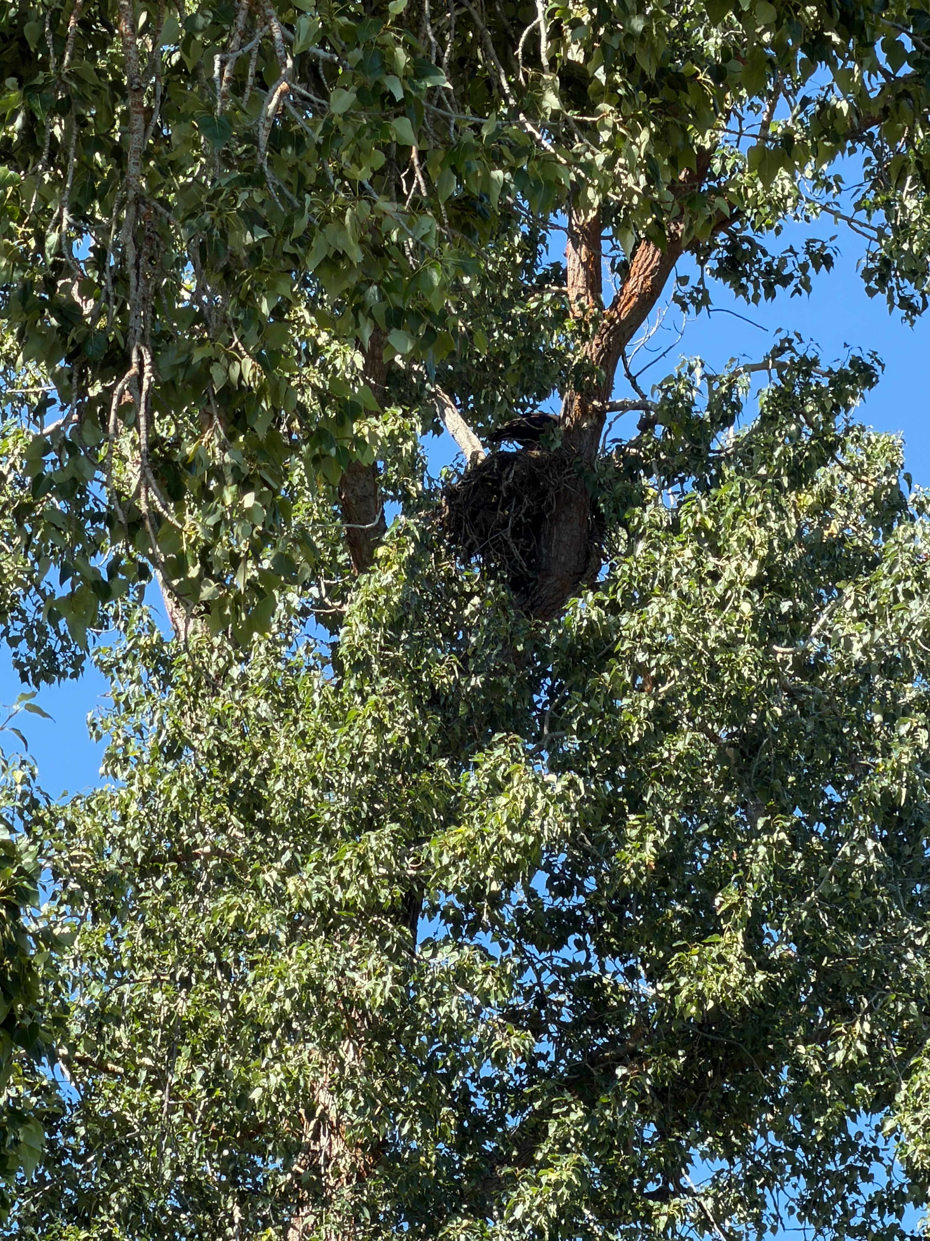 Juvenile bald eagle in the nest