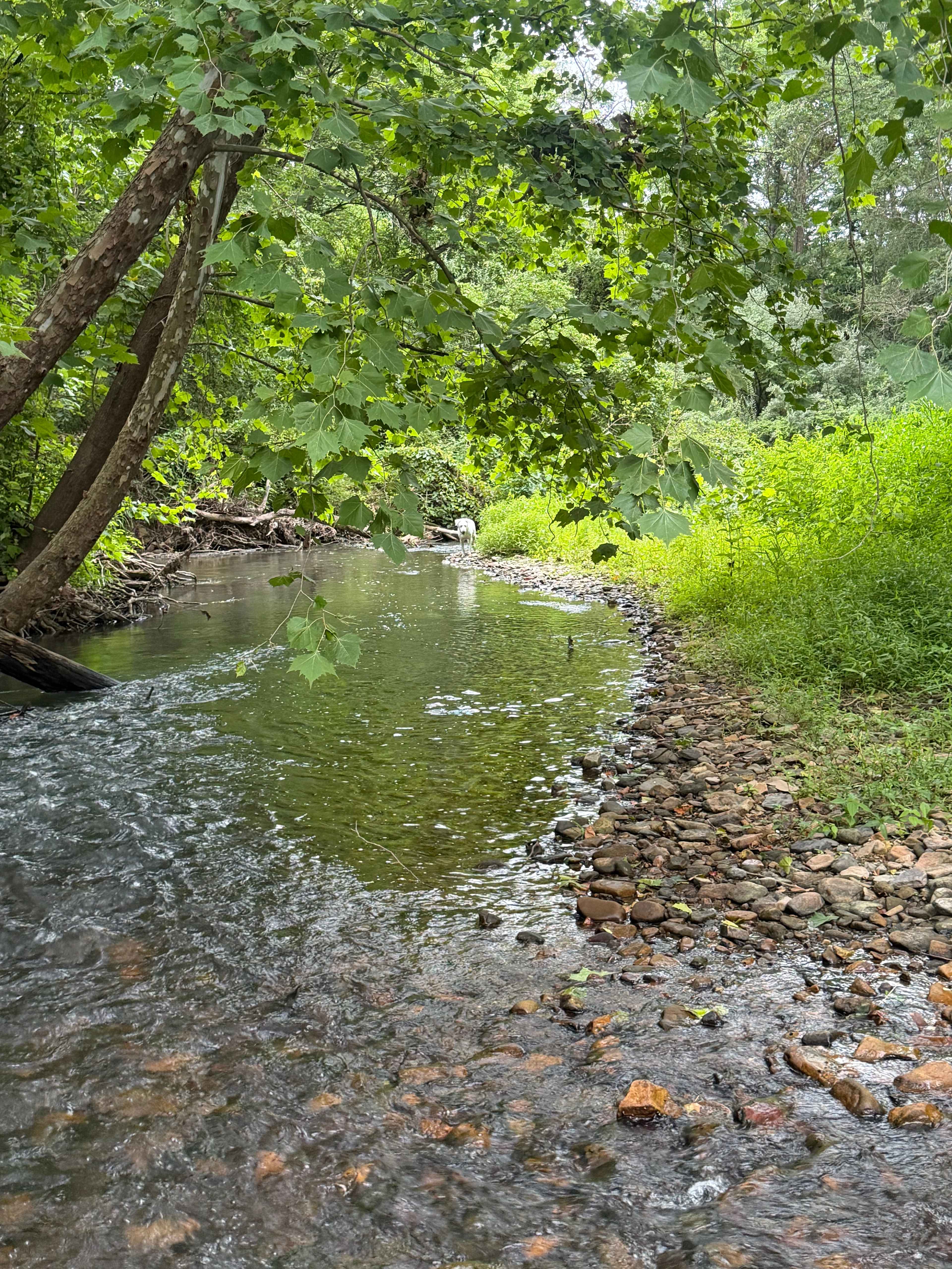 Upper South River Campground