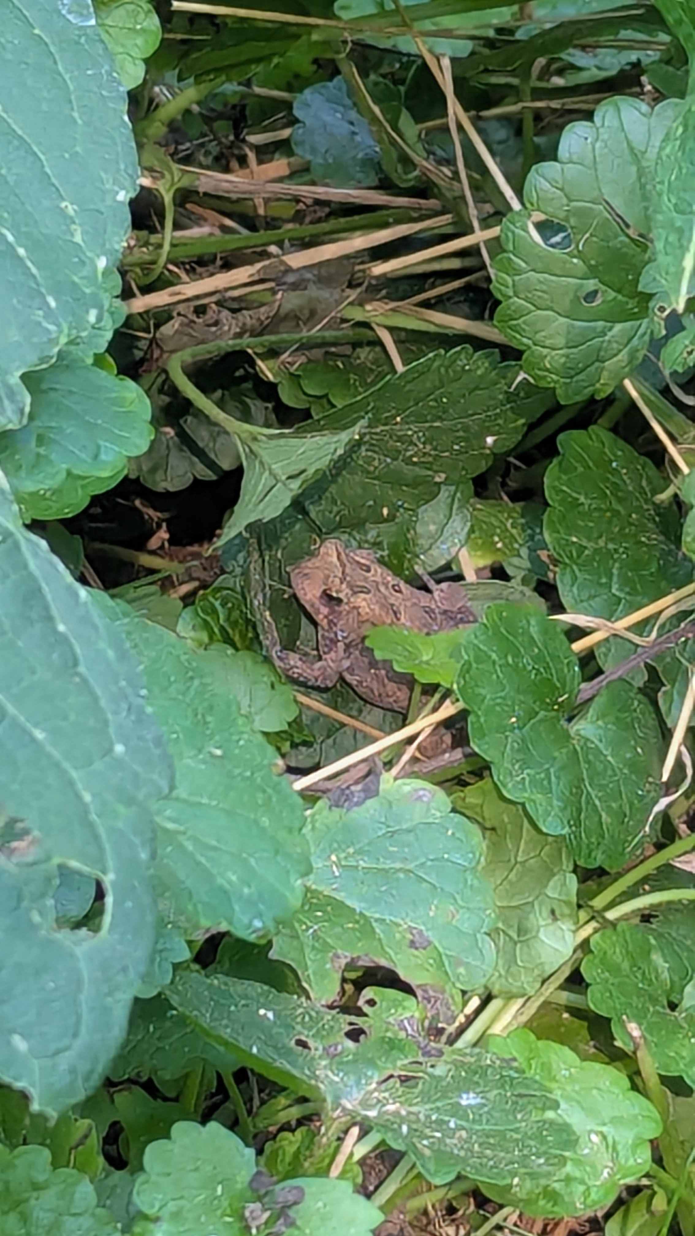 Our toad buddy